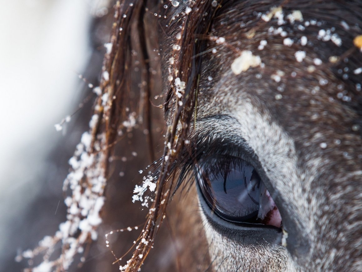 ФОТО ДНЯ:Уборка снега на стадионе в Ивано-Франковске с помощью лошадей
