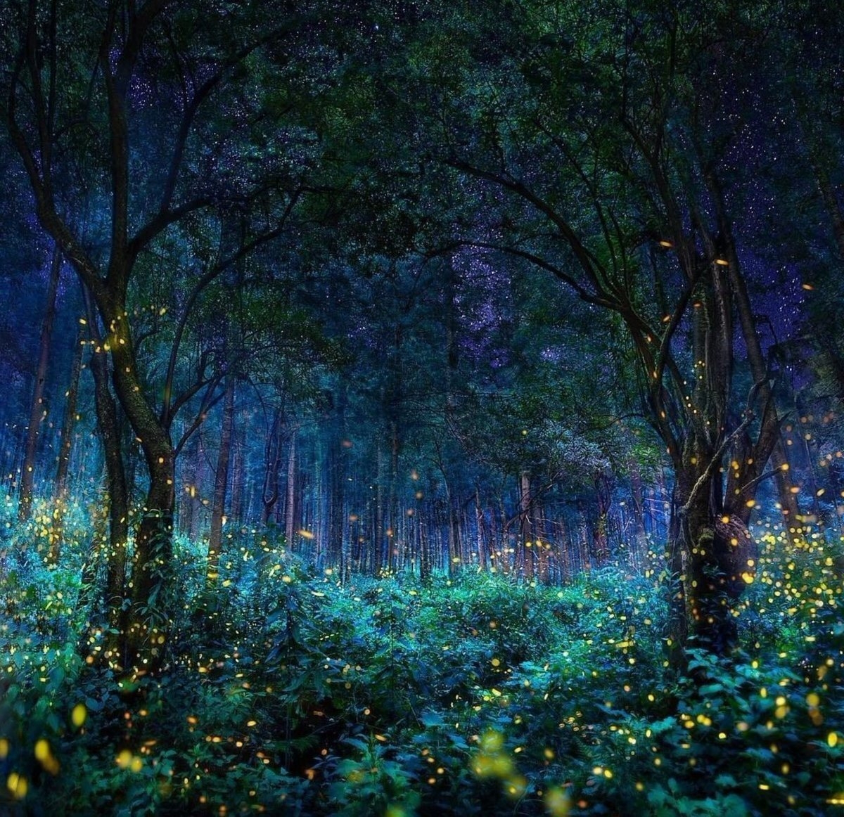 Магический лес рисунок - 73 фото