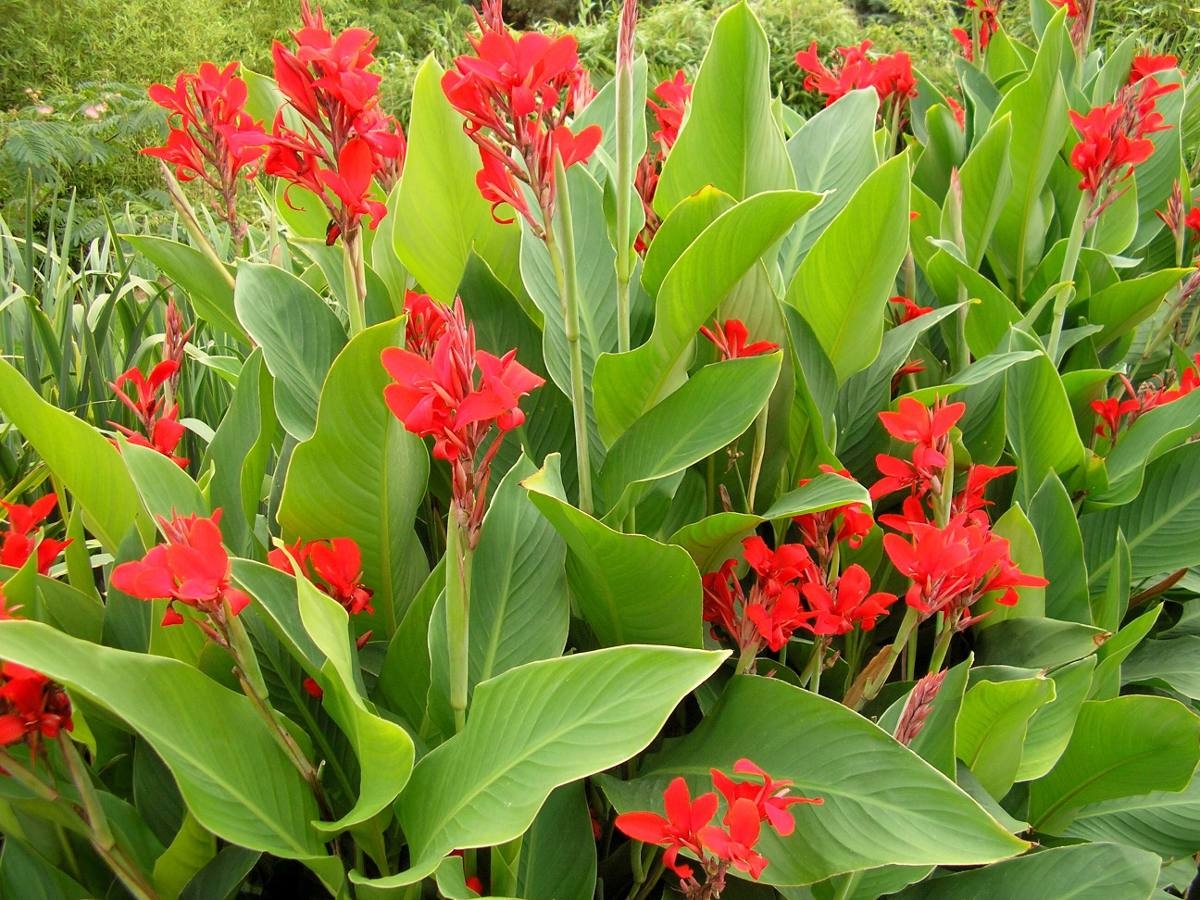 Цветок домашний с красными цветами (150 фото)