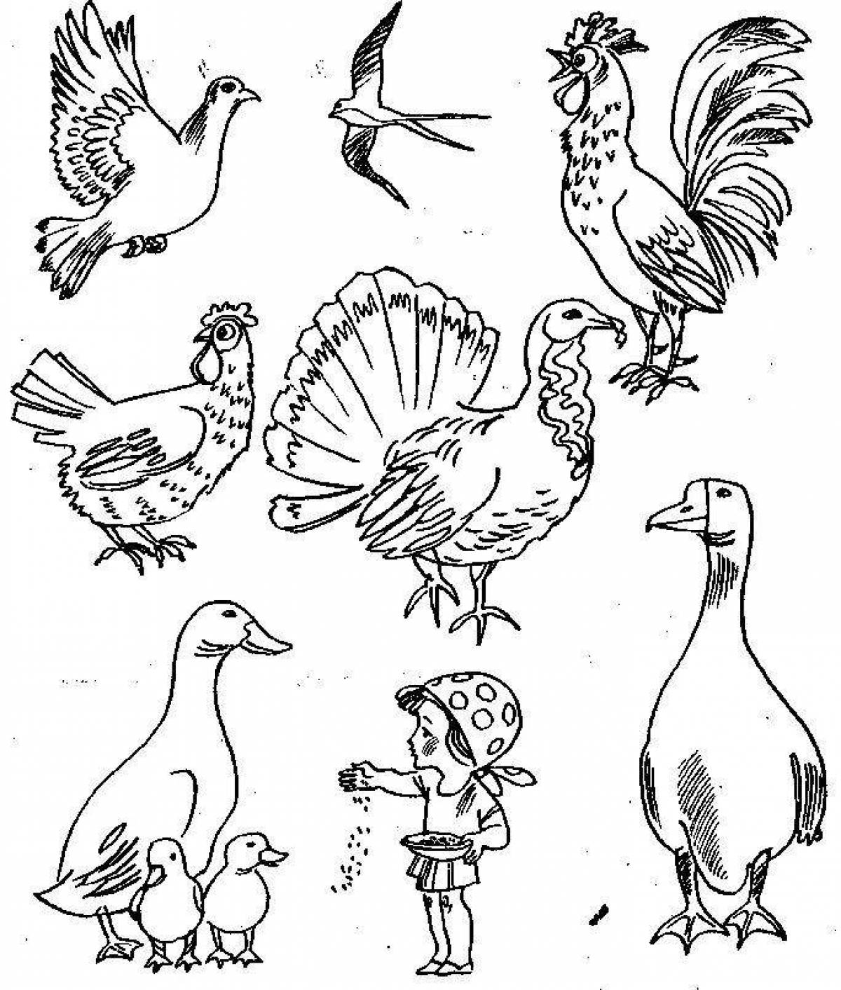 Детские черно-белые картинки с изображением домашних птиц