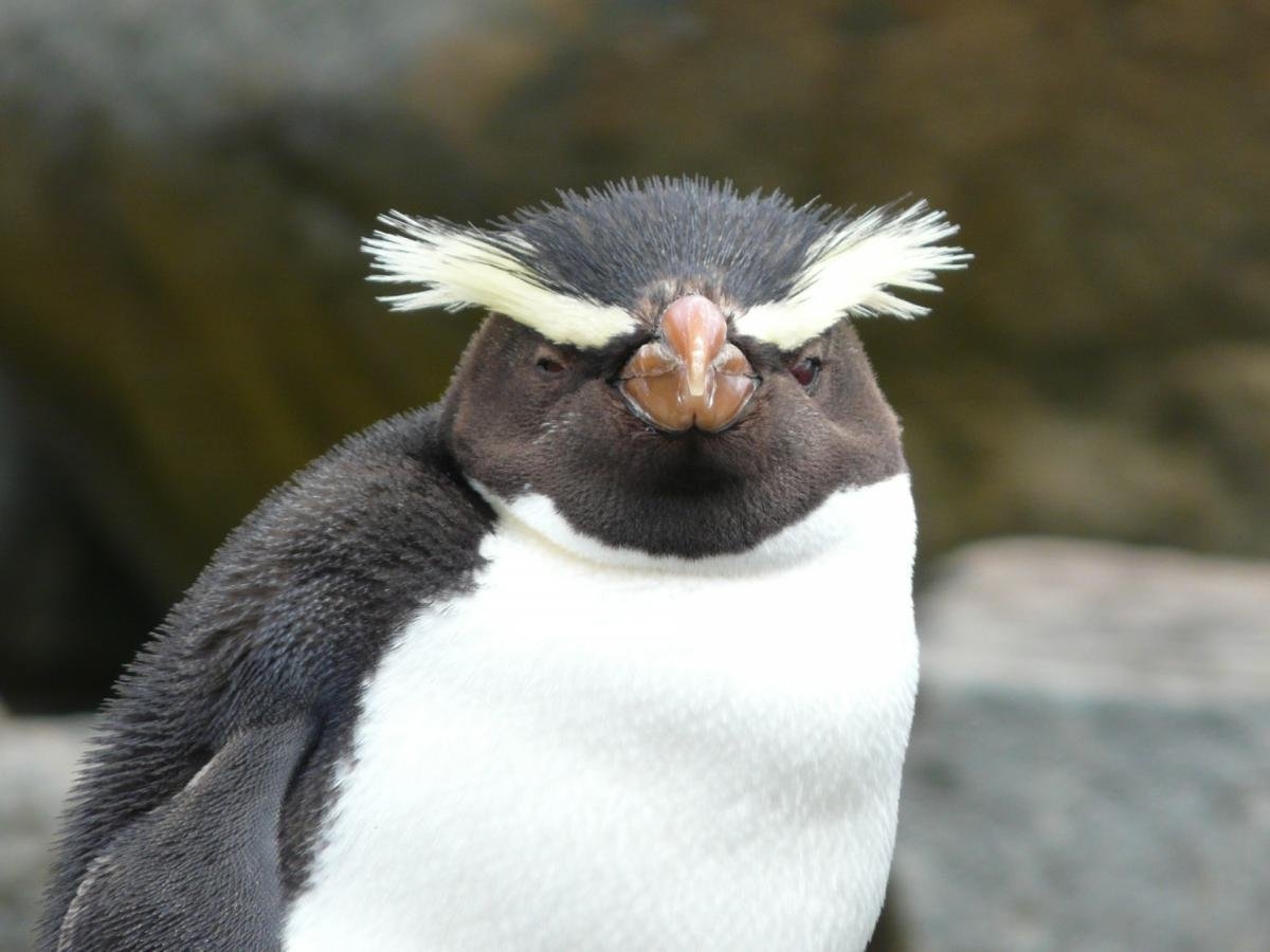пингвины с бровями