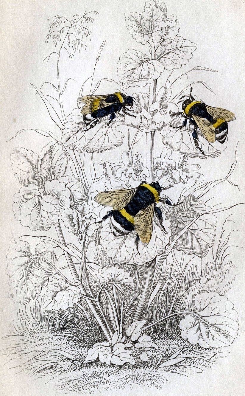 Картинки раскраски пчелка (53 фото)