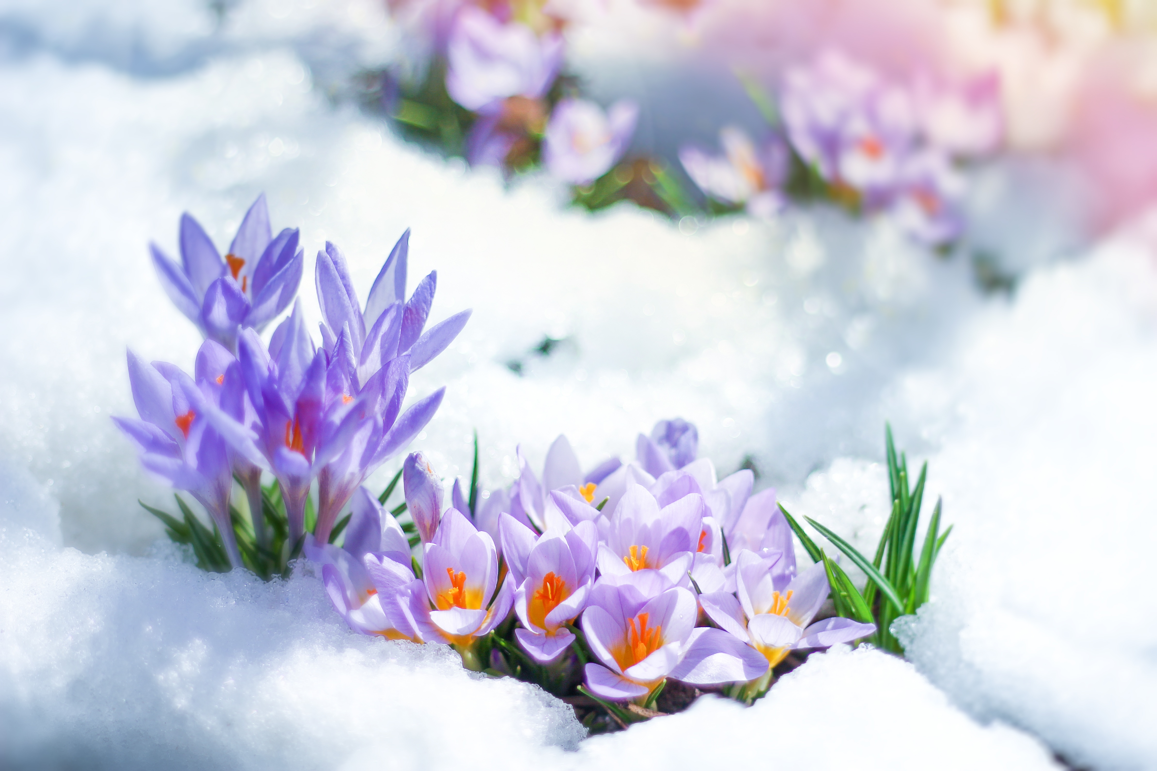 Снег на цветах: подборка картинок