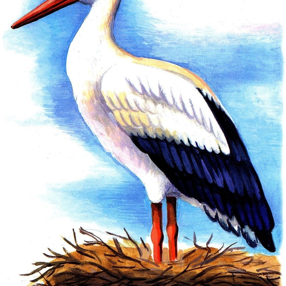 Картинка раскраска Аист для детей, картинки с птицами распечатать