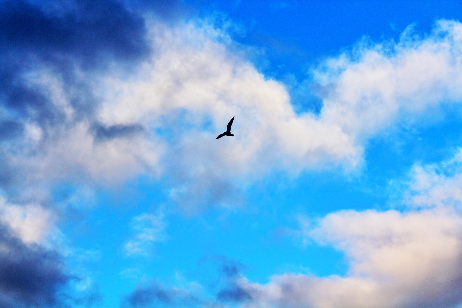 Heaven bird. Птицы в небе. Птица в полете. Птица высоко в небе. Птицы в облаках.