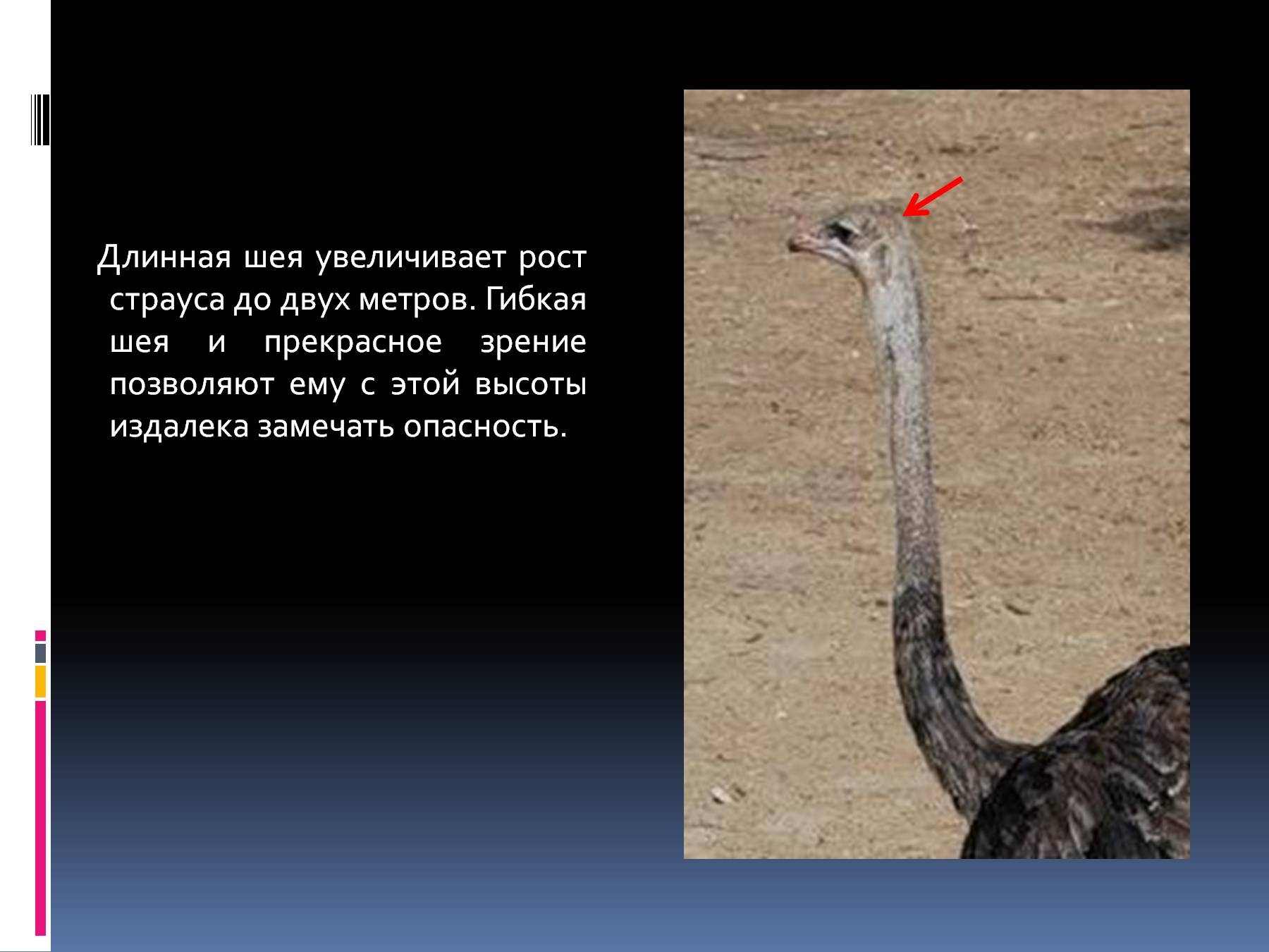 Длинную гибкую шею. Птица с длинной шеей. Птица с самой длинной шеей. Длина шеи страуса. У какой птицы длинная шея.