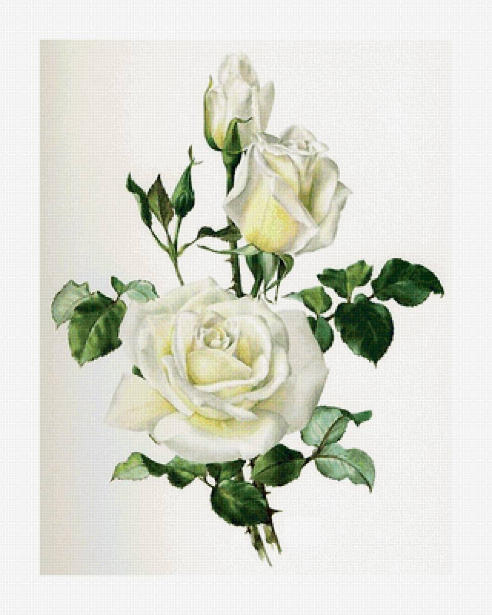 Букет белых роз открытка - 61 фото