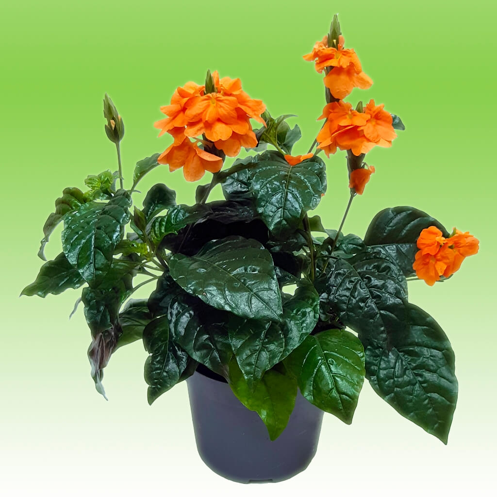 Оранжевое комнатное растение. Цветок Фортуна кроссандра. Кроссандра волнистолистная. Кроссандра воронковидная. Кроссандра оранжевая.