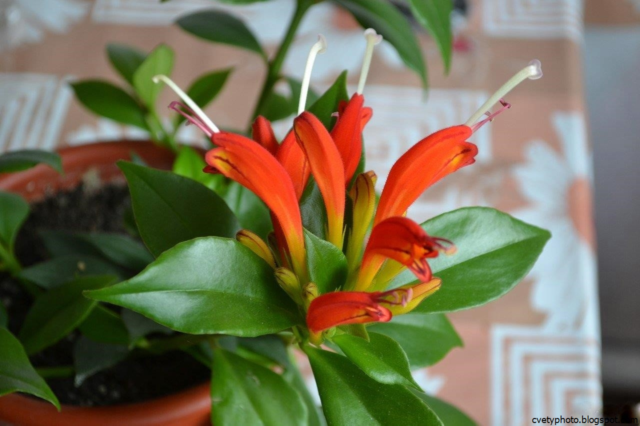 Оранжевое комнатное растение. Эсхинантус мраморный. Эсхинантус Жар птица цветок. Эсхинантус болеро биколор. Эсхинантус мраморный цветение.