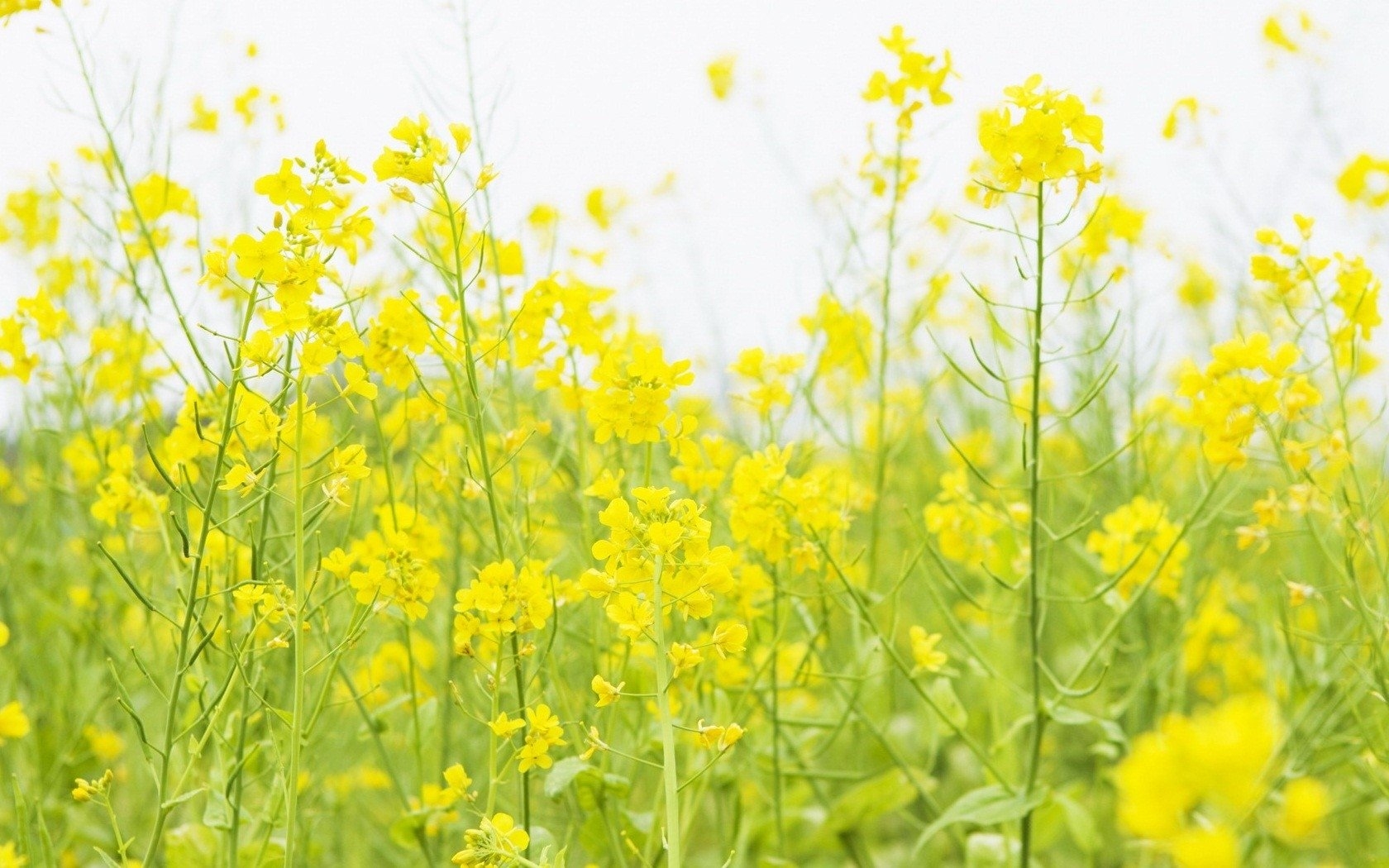 Полевое растение с желтыми цветами: подборка картинок