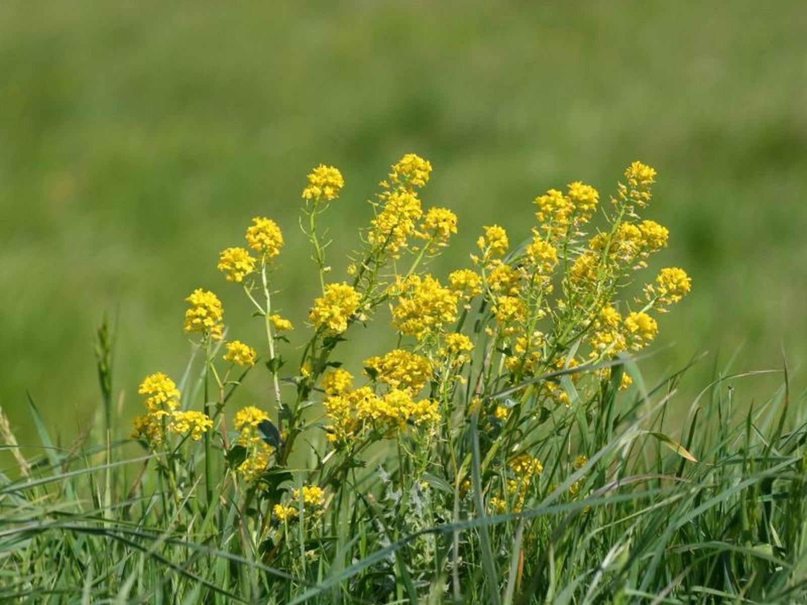 Изображения по запросу Желтые полевые цветы