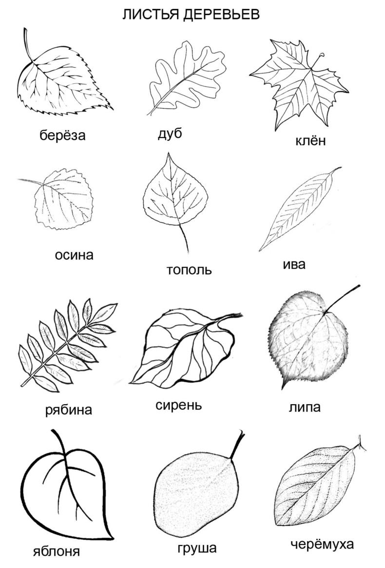 Кленовый лист осенью (53 фото)