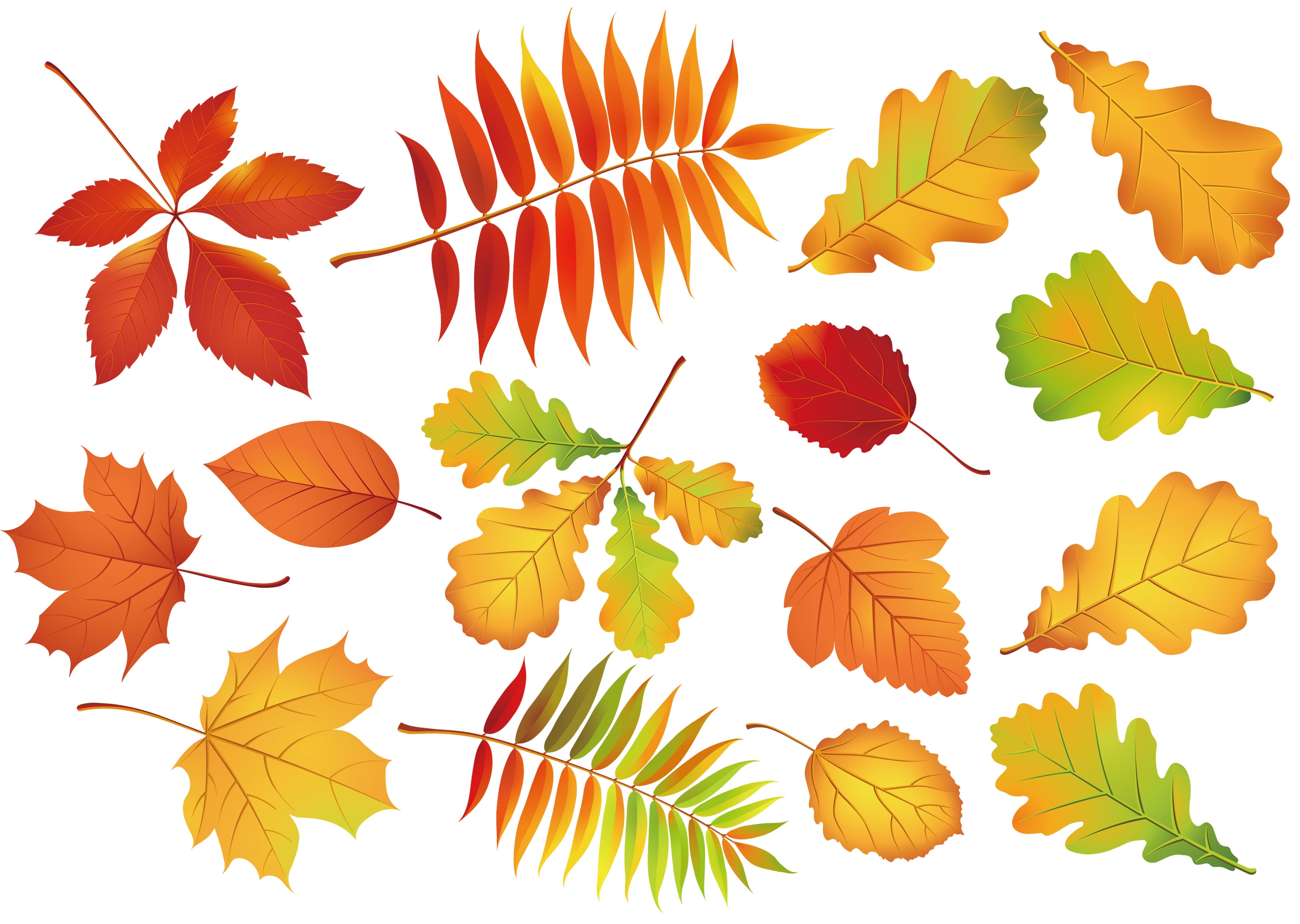 Звук листьев для детей. Осенние листочки. Листья рисунок. Осенние листья картинки. Листья деревьев осенью.