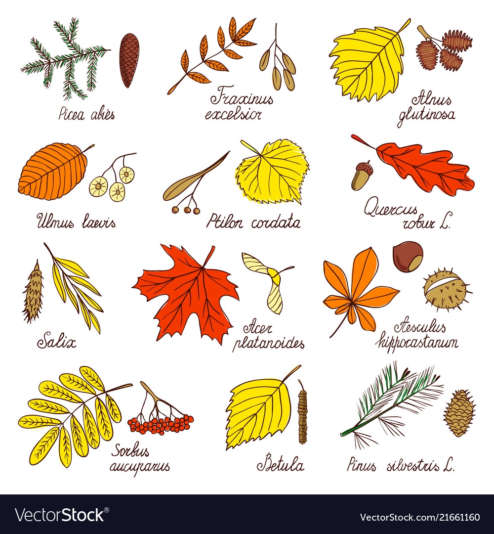 Листья названия с картинками. Листья деревьев. Листы деревьев и их названия. Листья деревьев картинки. Осенние листья с названиями.