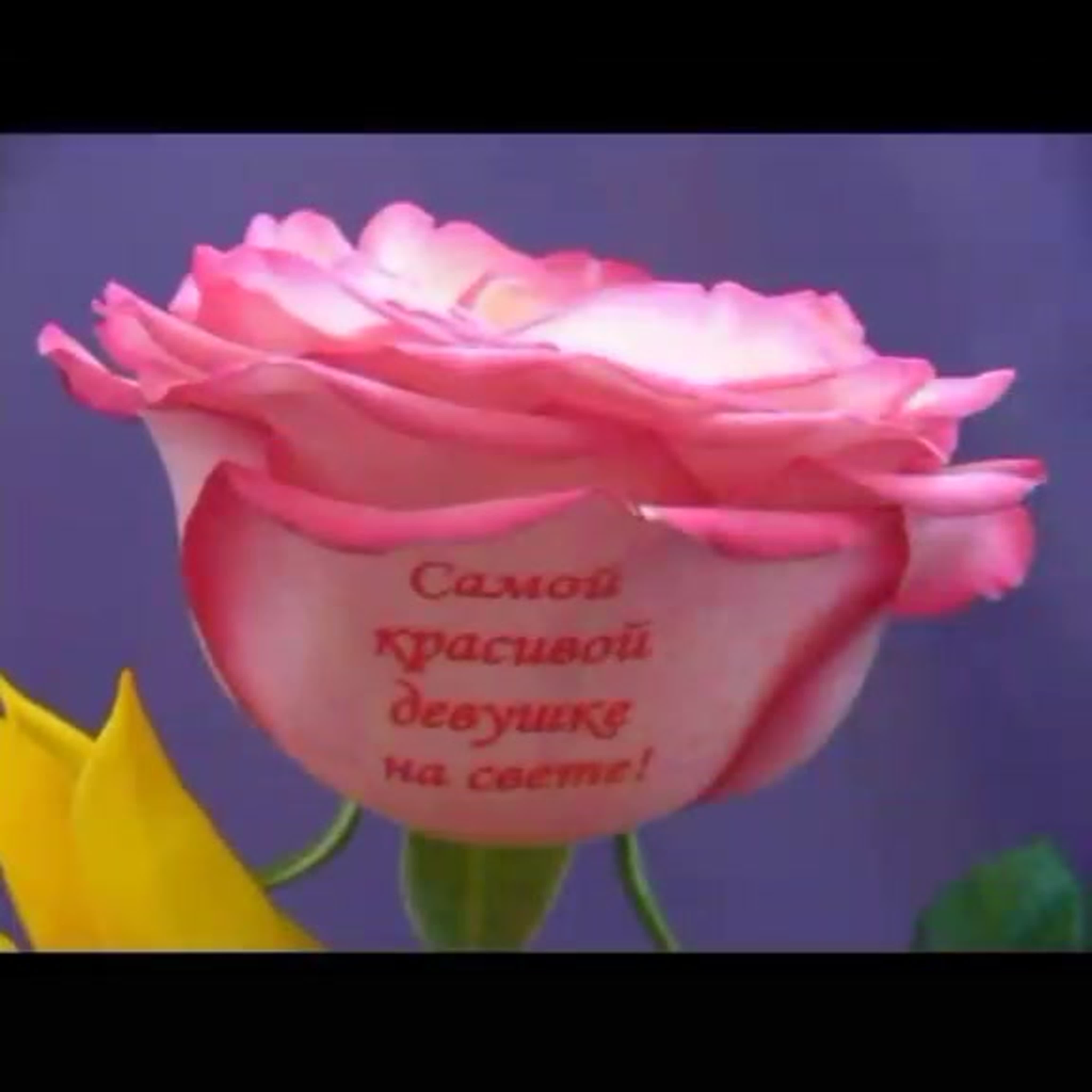 Изображения по запросу Красивые розы