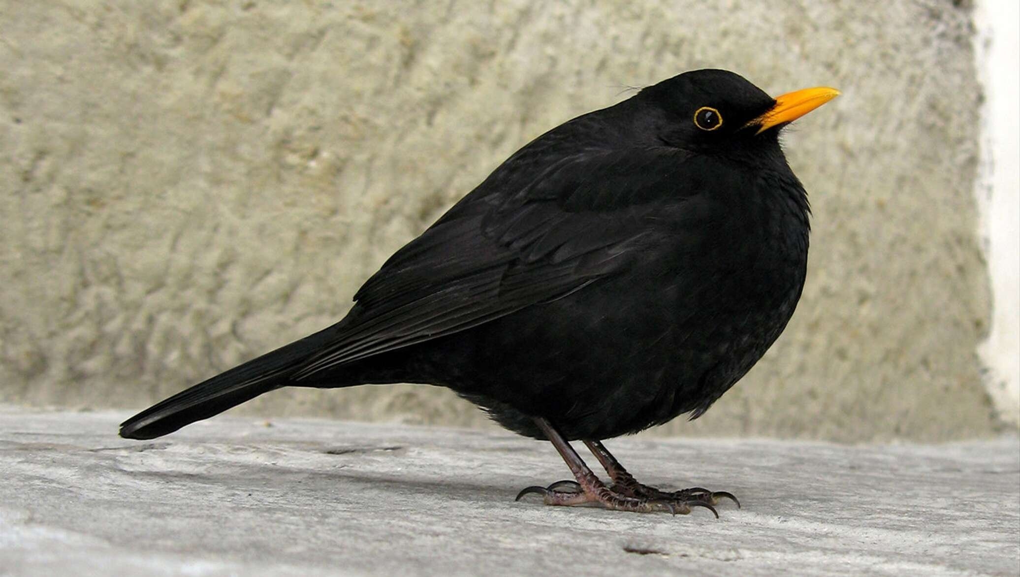 чёрная птица с жёлтым клювом