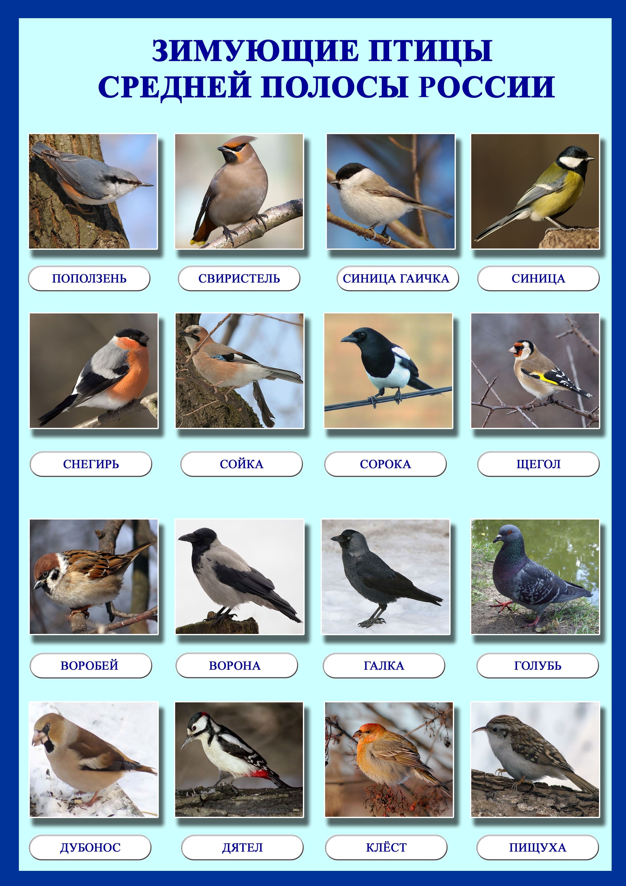 оседлые птицы картинки с названиями