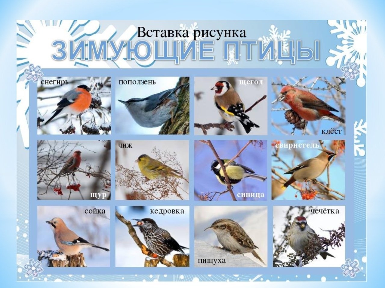 птицы средней полосы россии зимой
