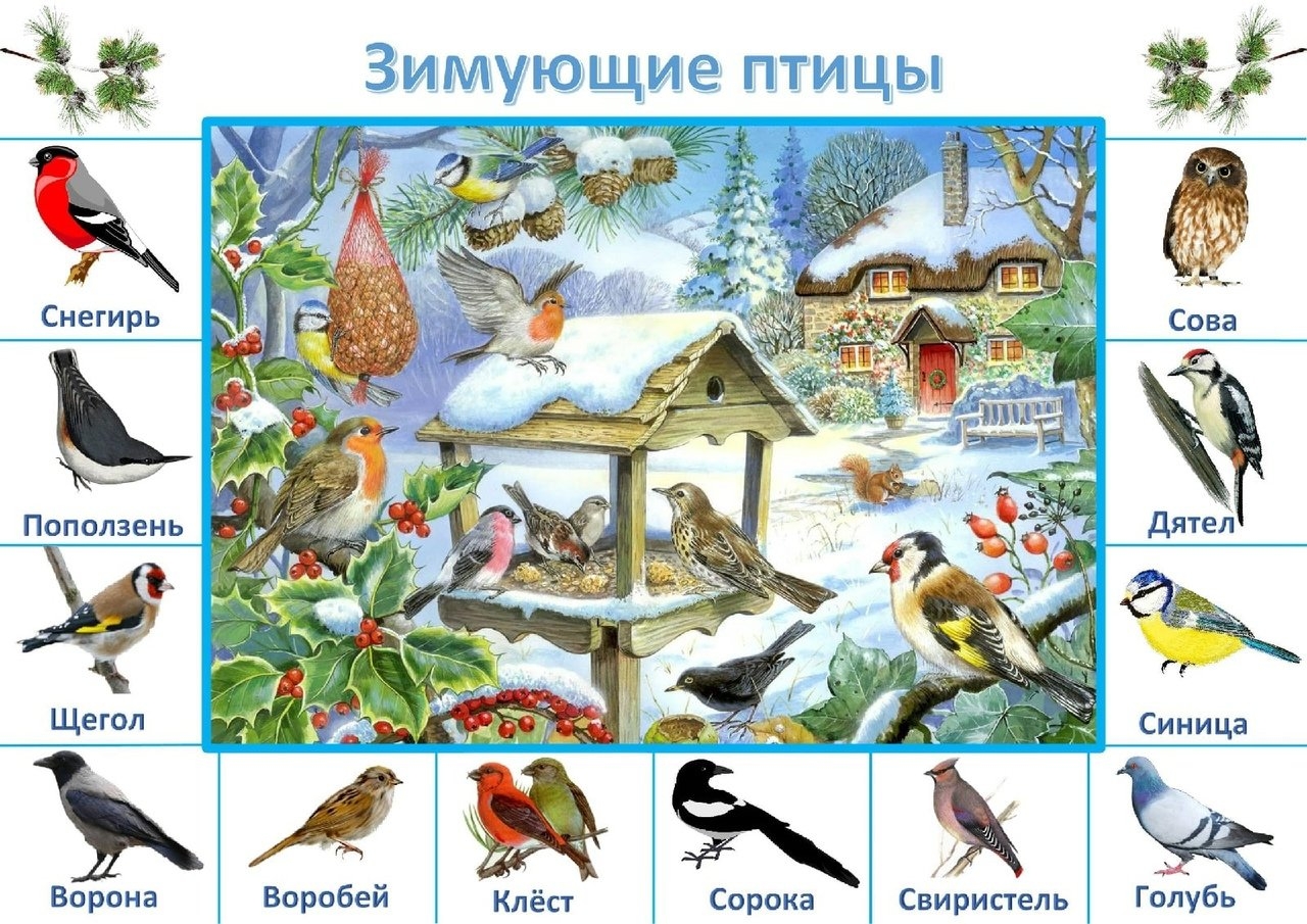 Перелетные и зимующие птицы список. Птицы в разное время года. Зимующие птицы картинки для детей