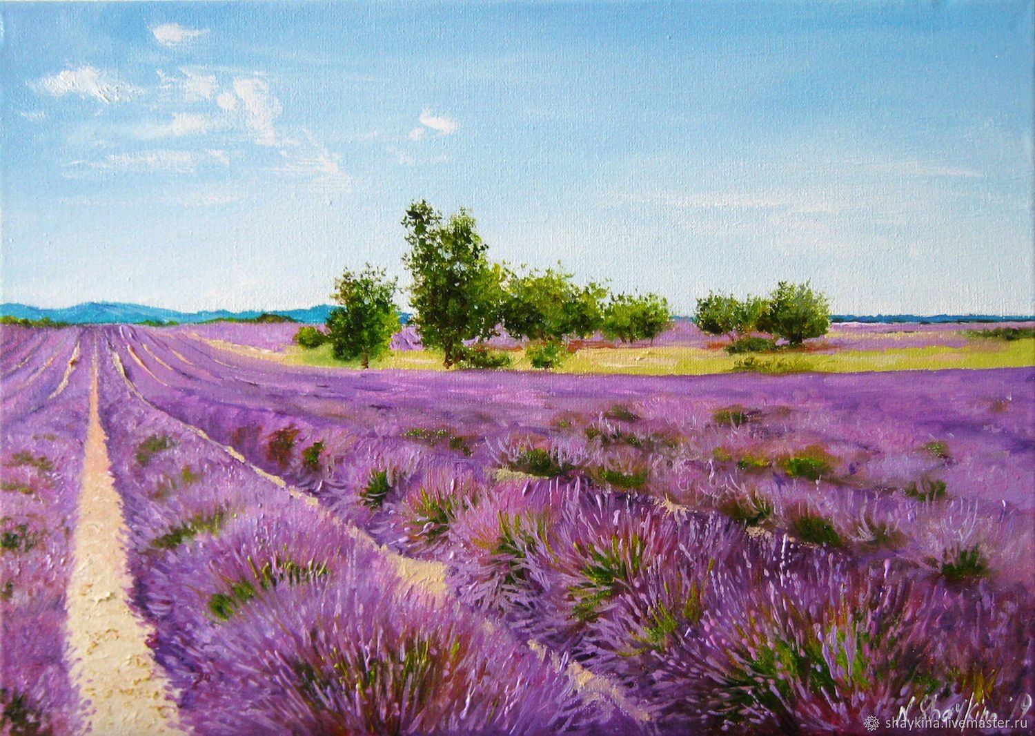 Поле фиолетовых цветов - 77 фото
