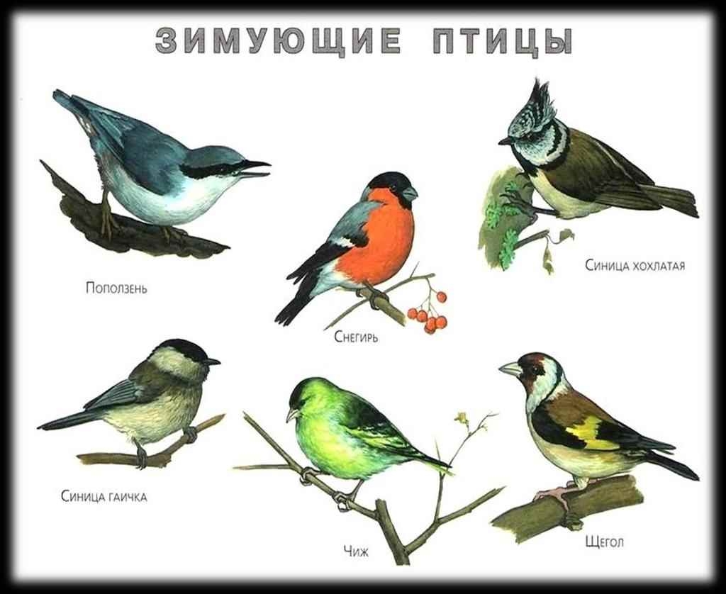 Какие именно птицы. Зимующие птицы для детского сада с названиями. Изображения зимующих птиц для детей. Картинки с изображением зимующих птиц. Зимующие птицы картинки для детей.