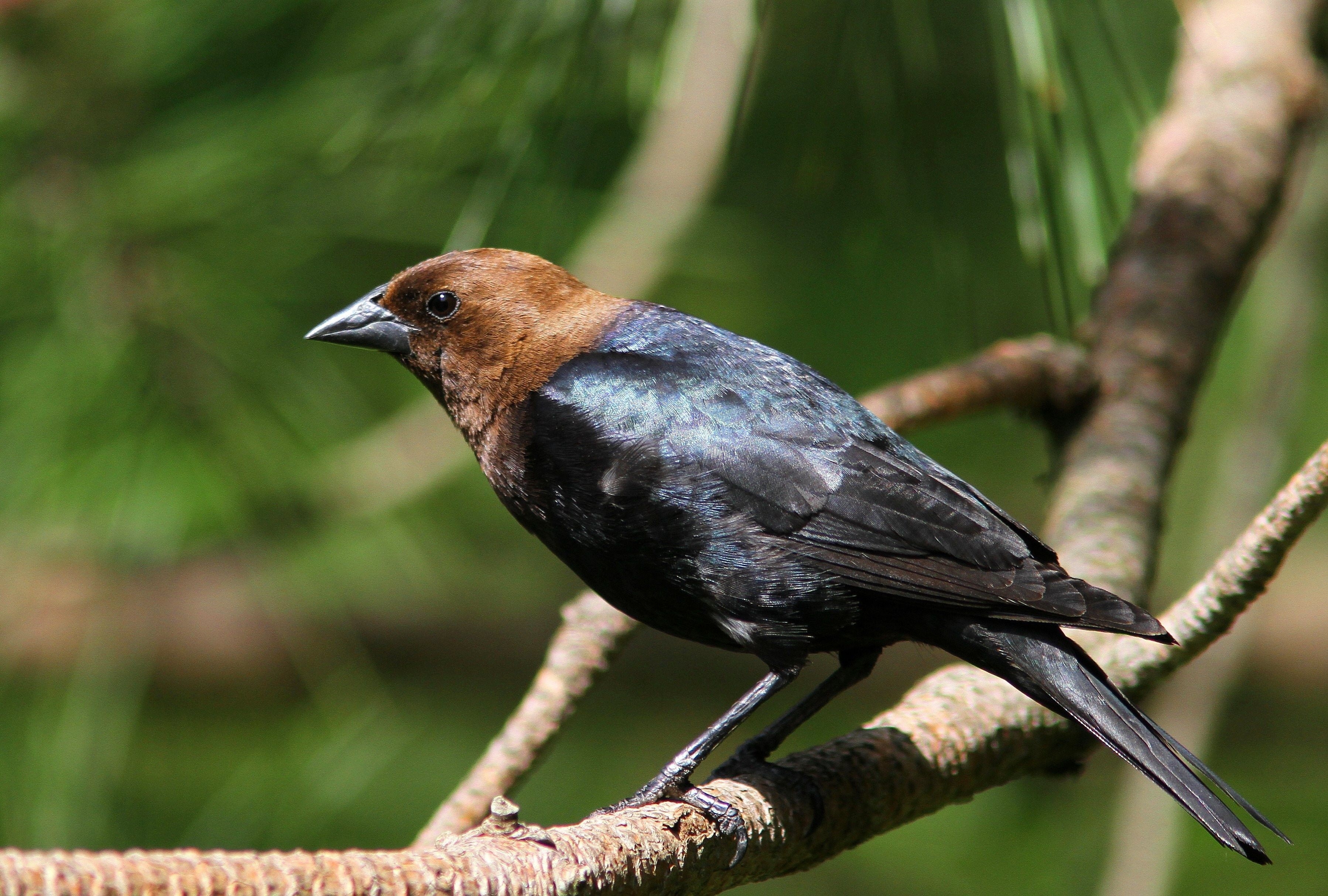 Коричневая птица с черным хвостом - 68 фото