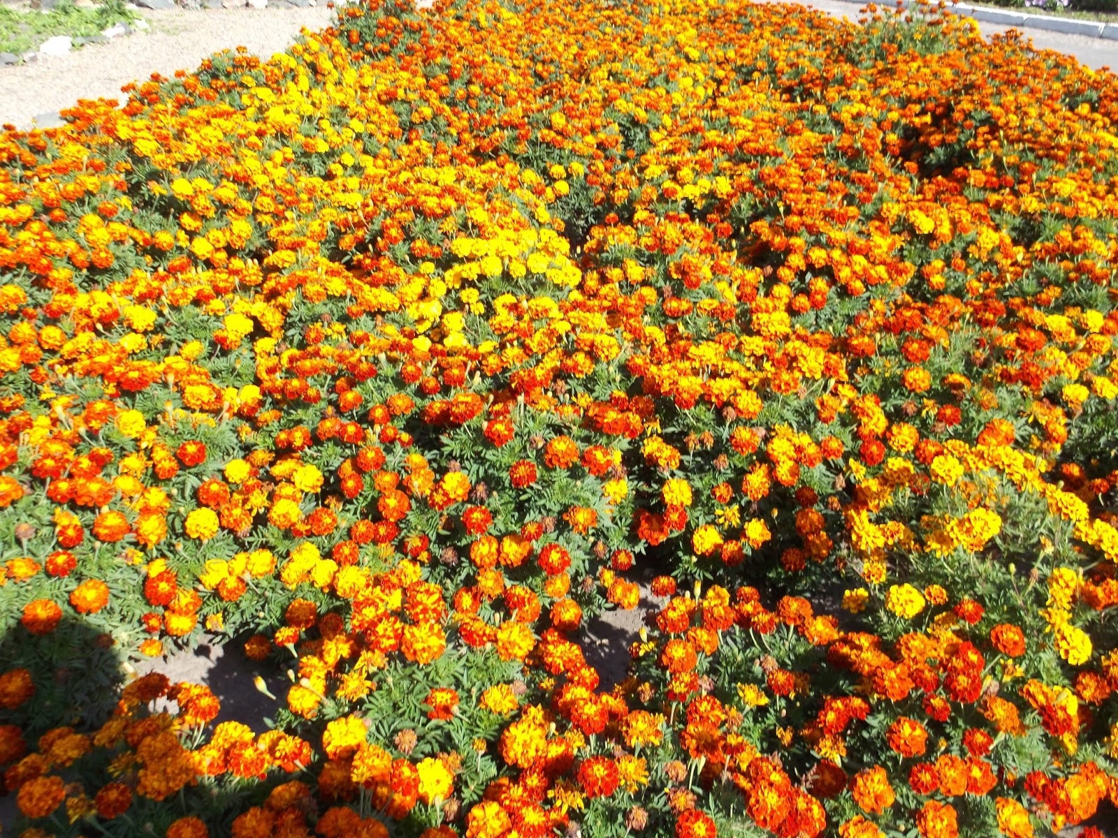Низкорослые долгоцветущие цветы - 70 фото