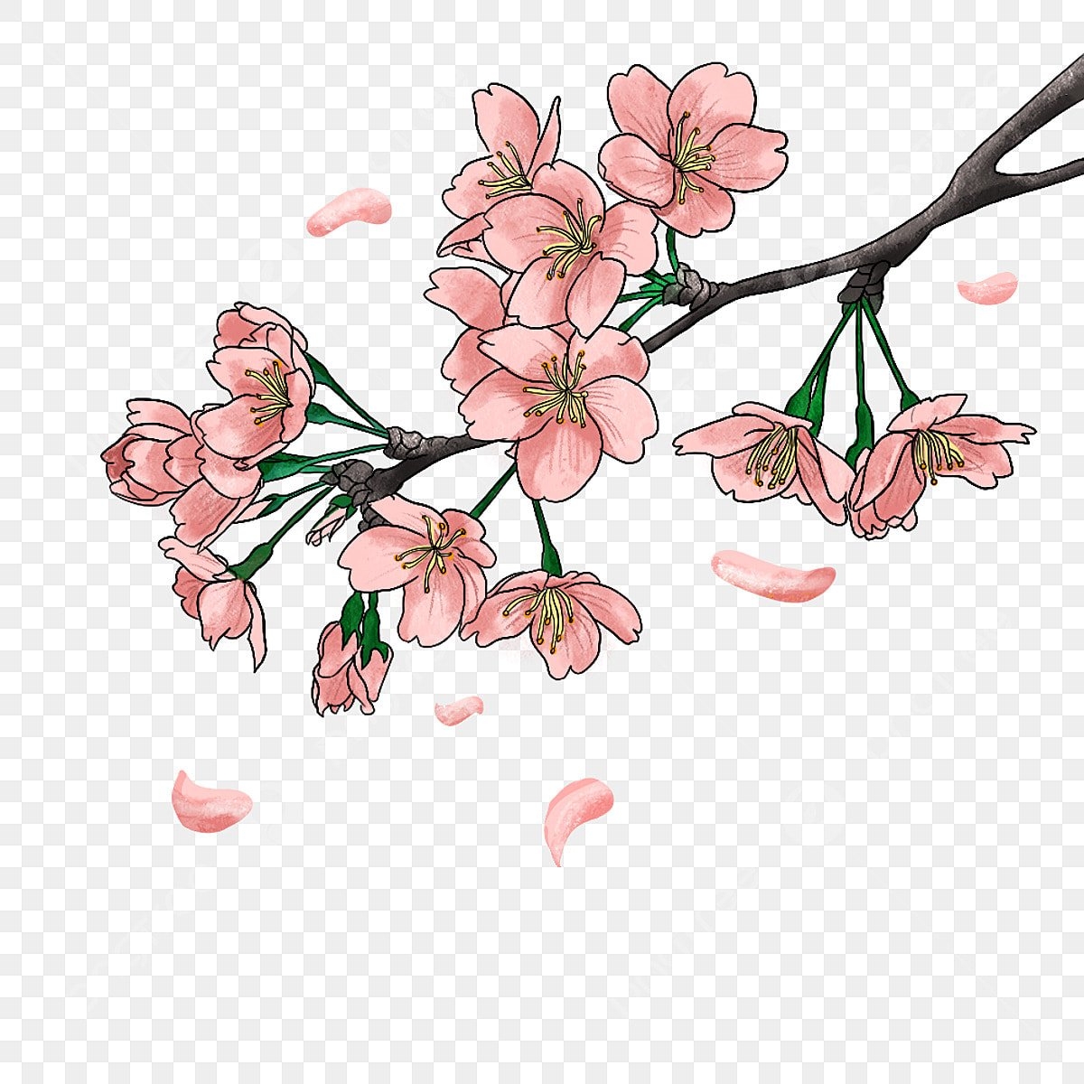 Цветы сакуры - 64 фото