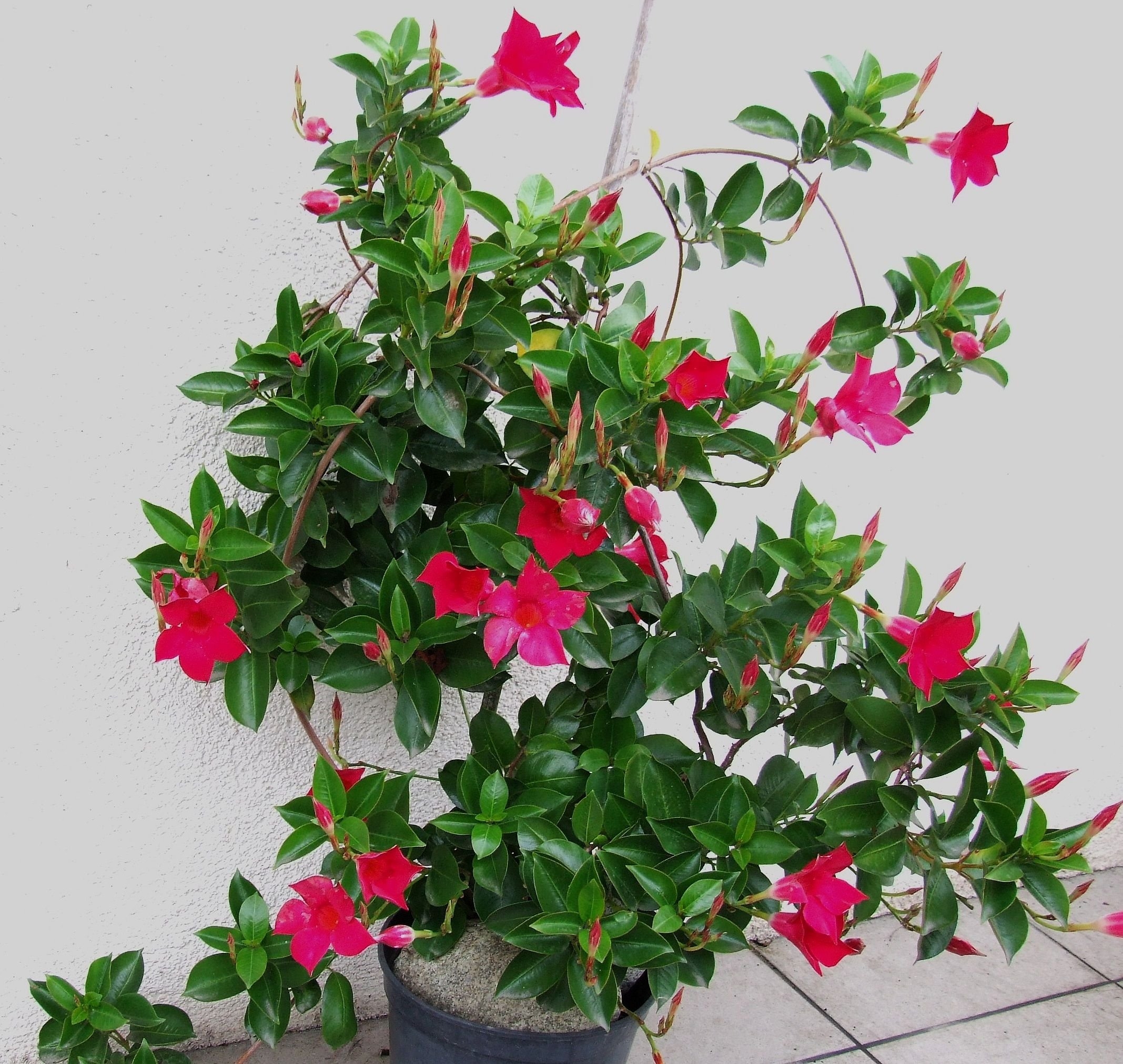 Комнатное растение с цветочками. Дипладения мандевилла. Дипладения (мандевилла) красная.