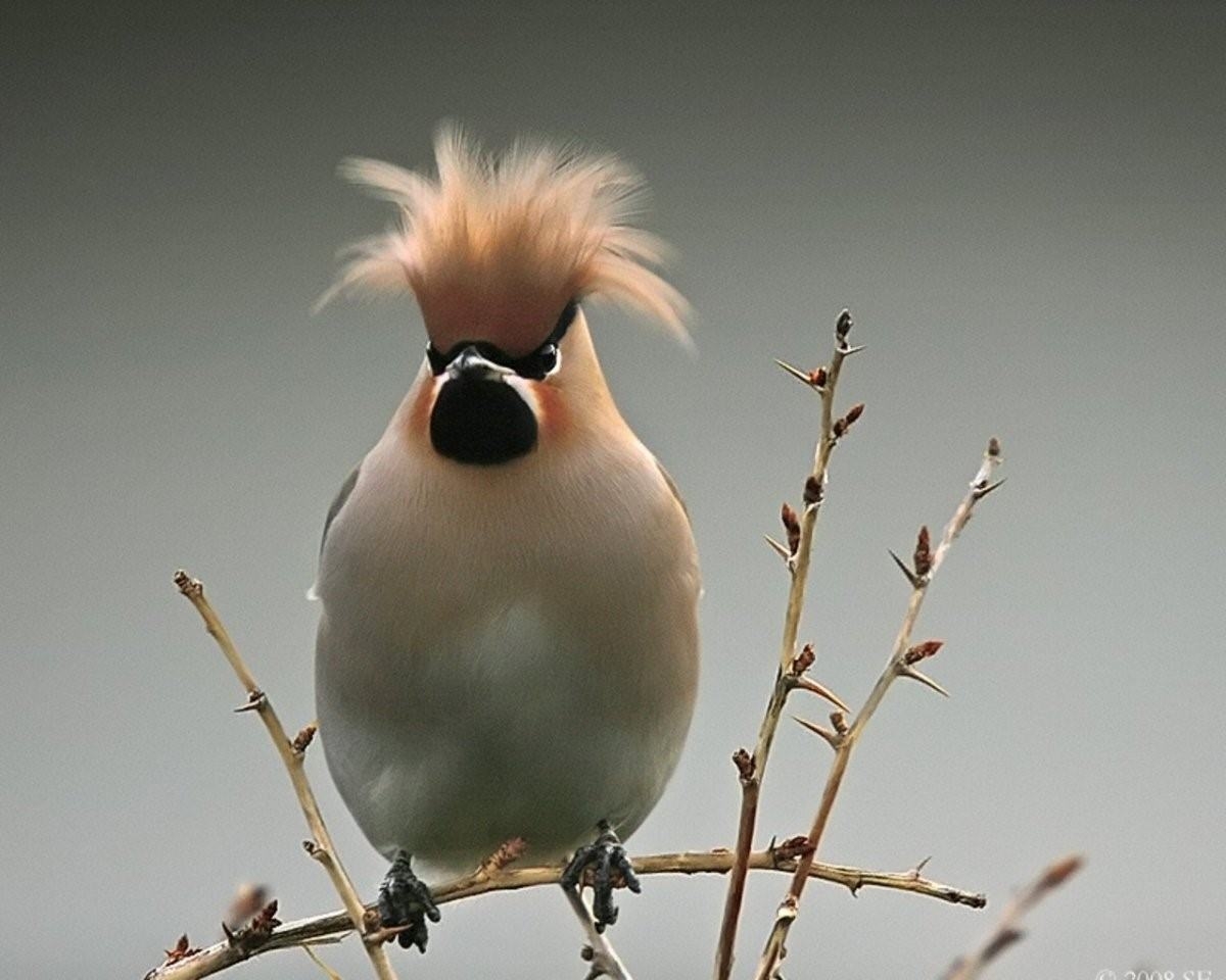 птица с хохолком на голове