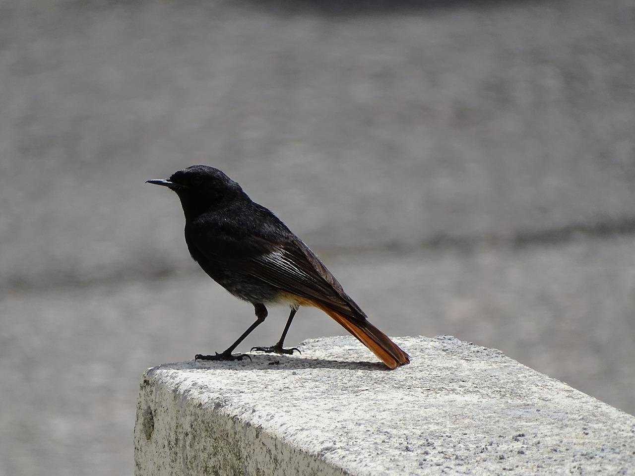 Черная птица с желтым хвостом - 68 фото