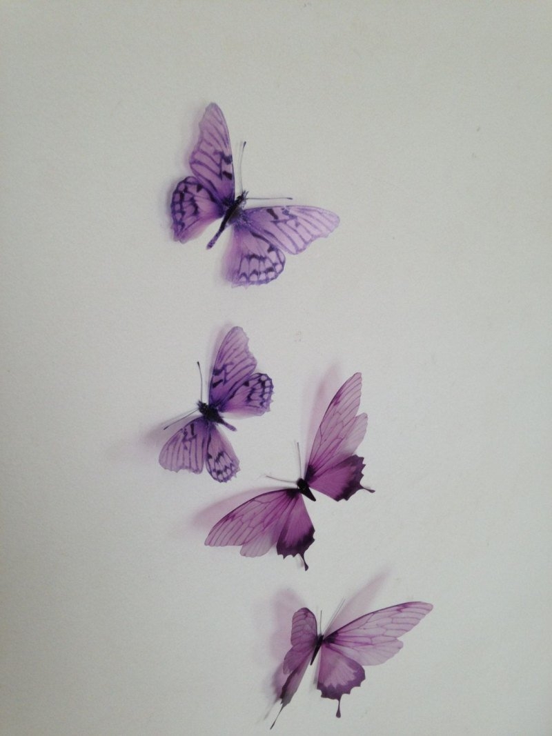 Домашние цветы фиолетовые бабочки - 63 фото