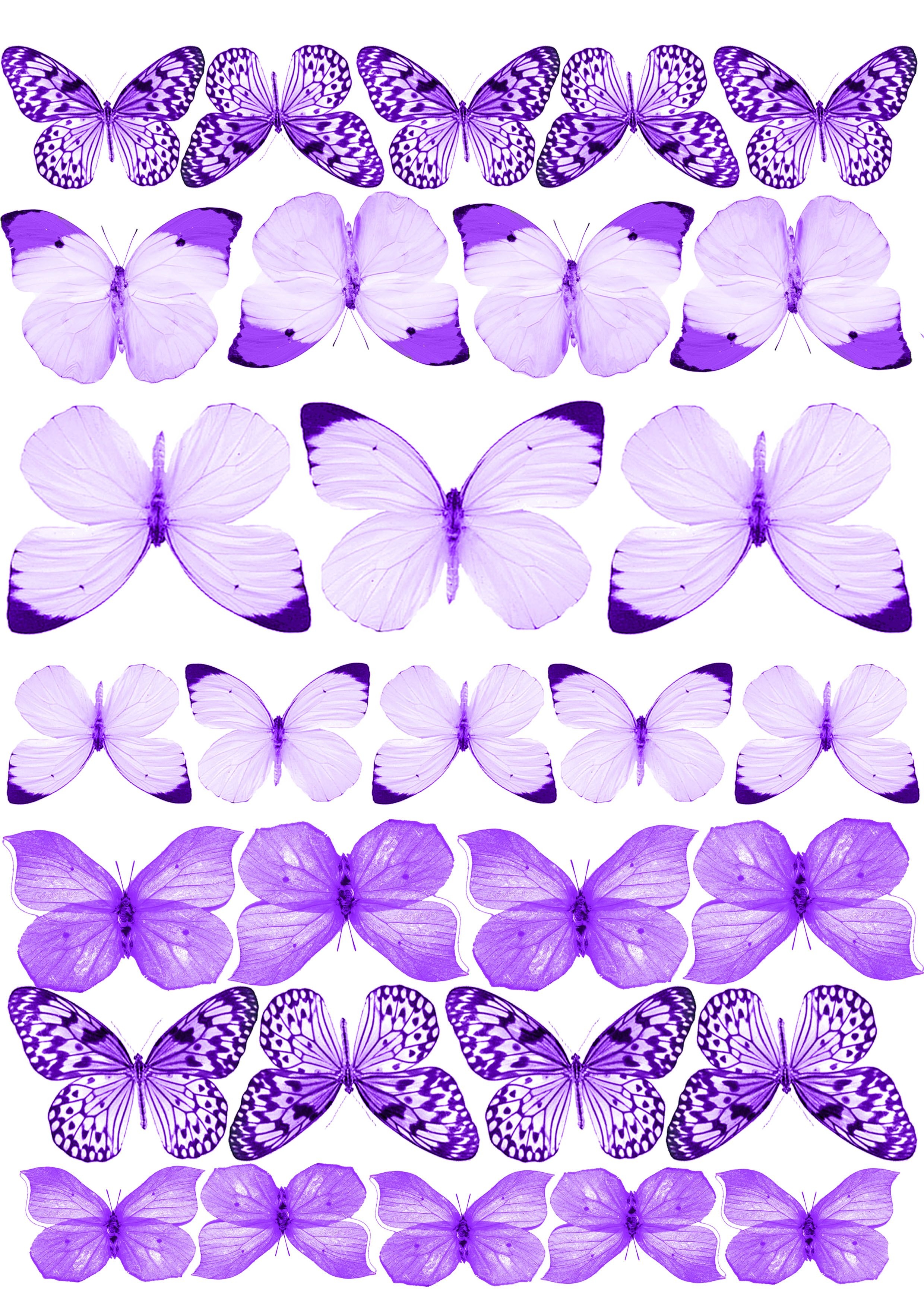 Домашние цветы фиолетовые бабочки - 63 фото