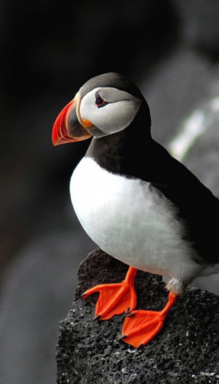 Атлантический тупик (Fratercula Arctica)