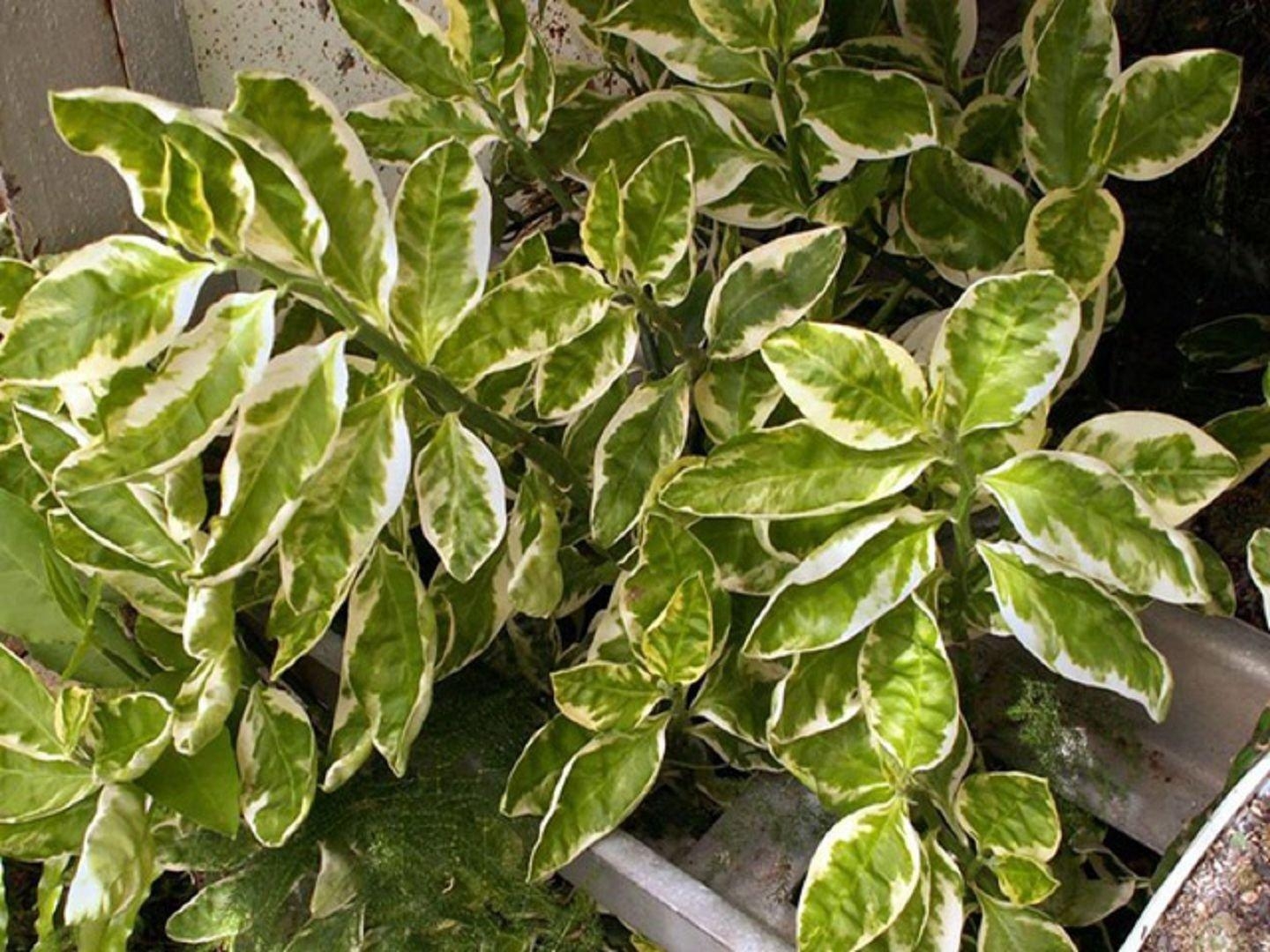 Декоративное растение с пестрыми листьями