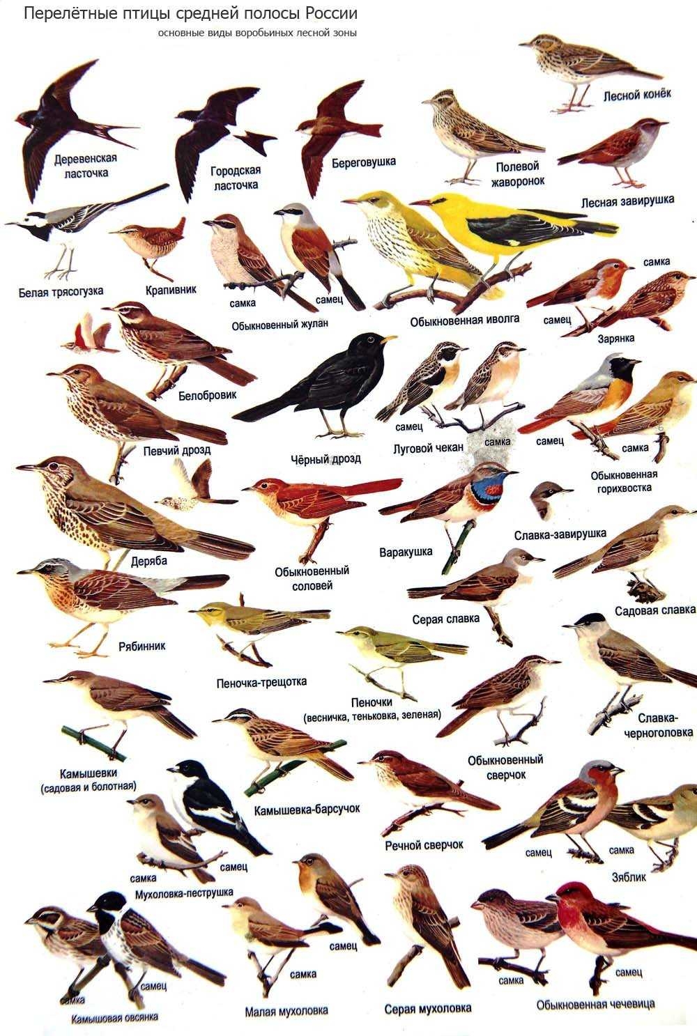 птицы средней полосы лесные