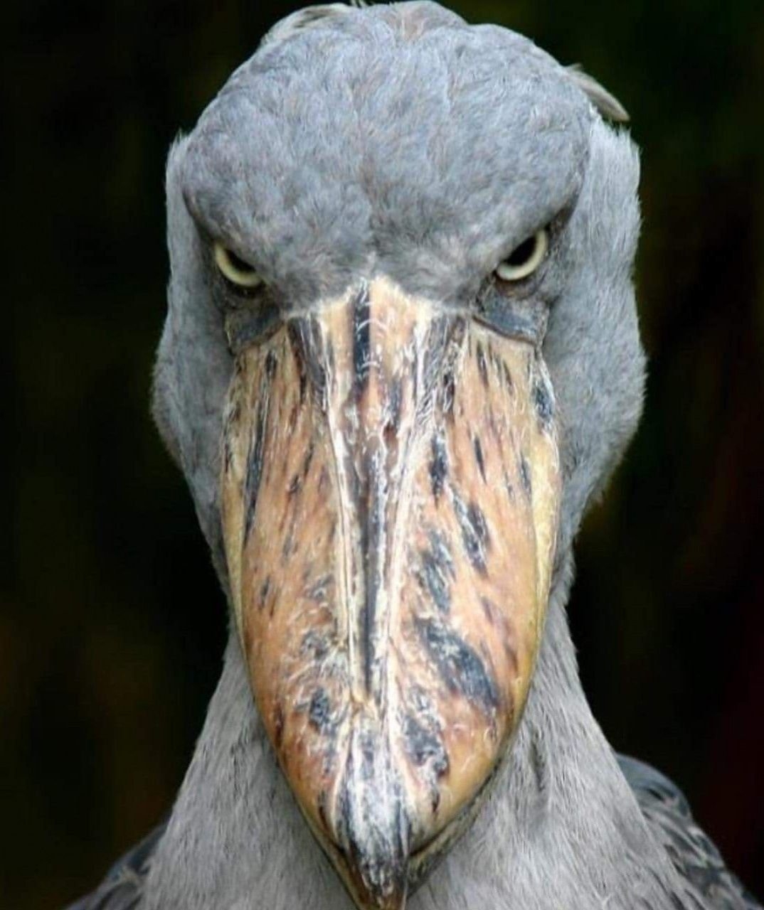 Страшная птица с большим клювом - 66 фото