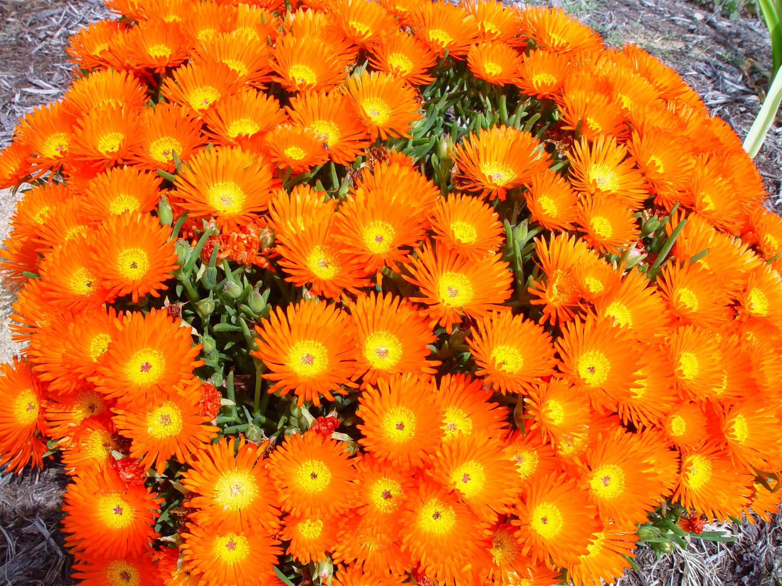 Цветы оранжевого цвета названия и фото. Мезембриантемум оранжевый. Почвопокровные оранжевые однолетники. Мезембриантемум оранжевые цветы. Октябринки оранжевые цветы.