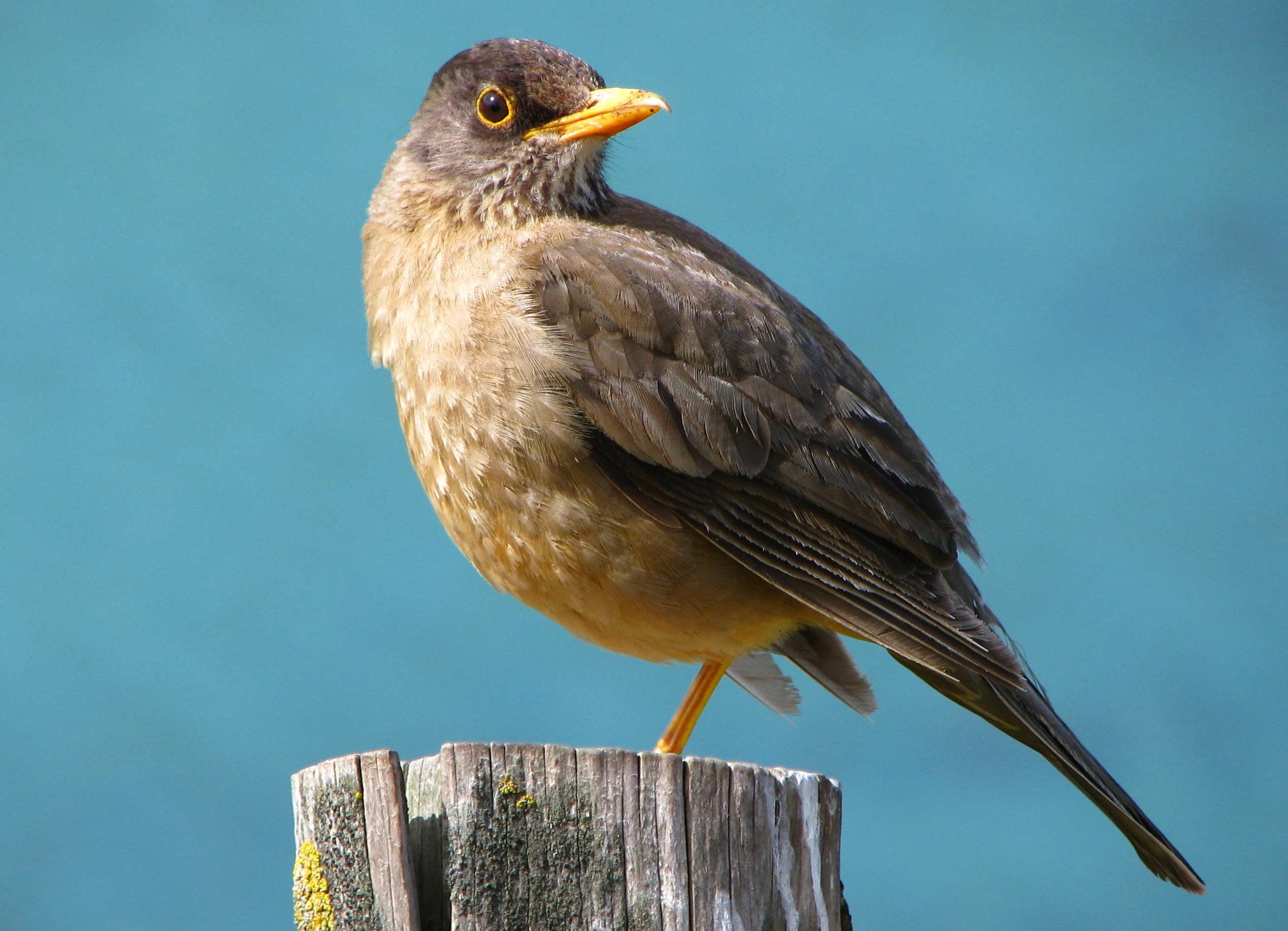 Большая серая птица с желтым клювом - 67 фото