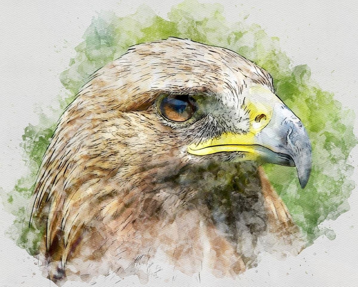 Орел птица рисунок - 66 фото