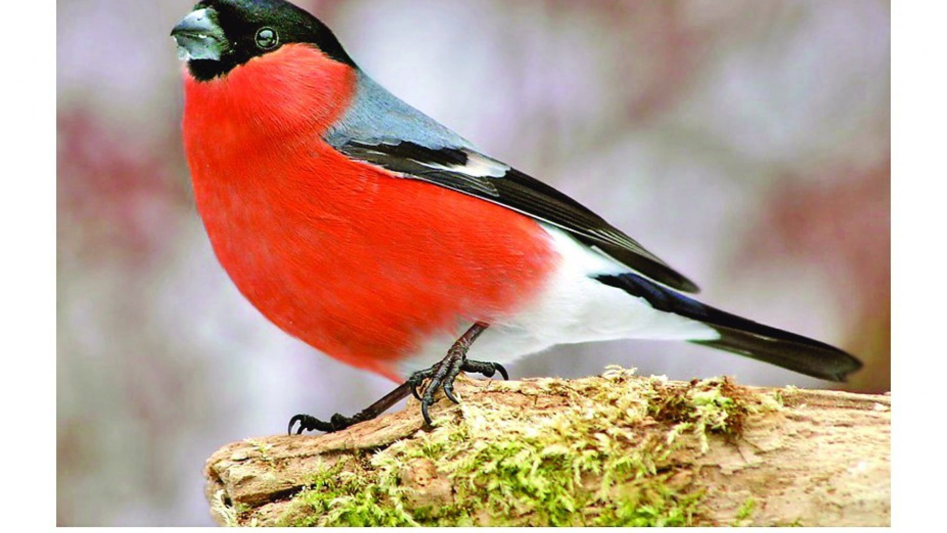 Снегирь это перелетная птица. Снегирь. Зимняя птица с красным брюхом. Птицы Удмуртии. Зимние птицы с красным брюшком.