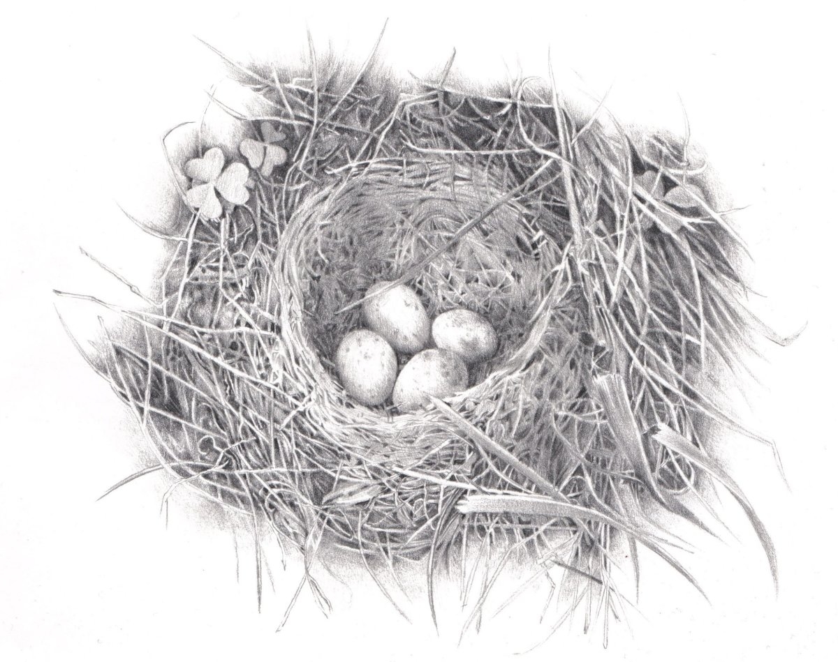 Строим гнездо для волнистых попугаев
