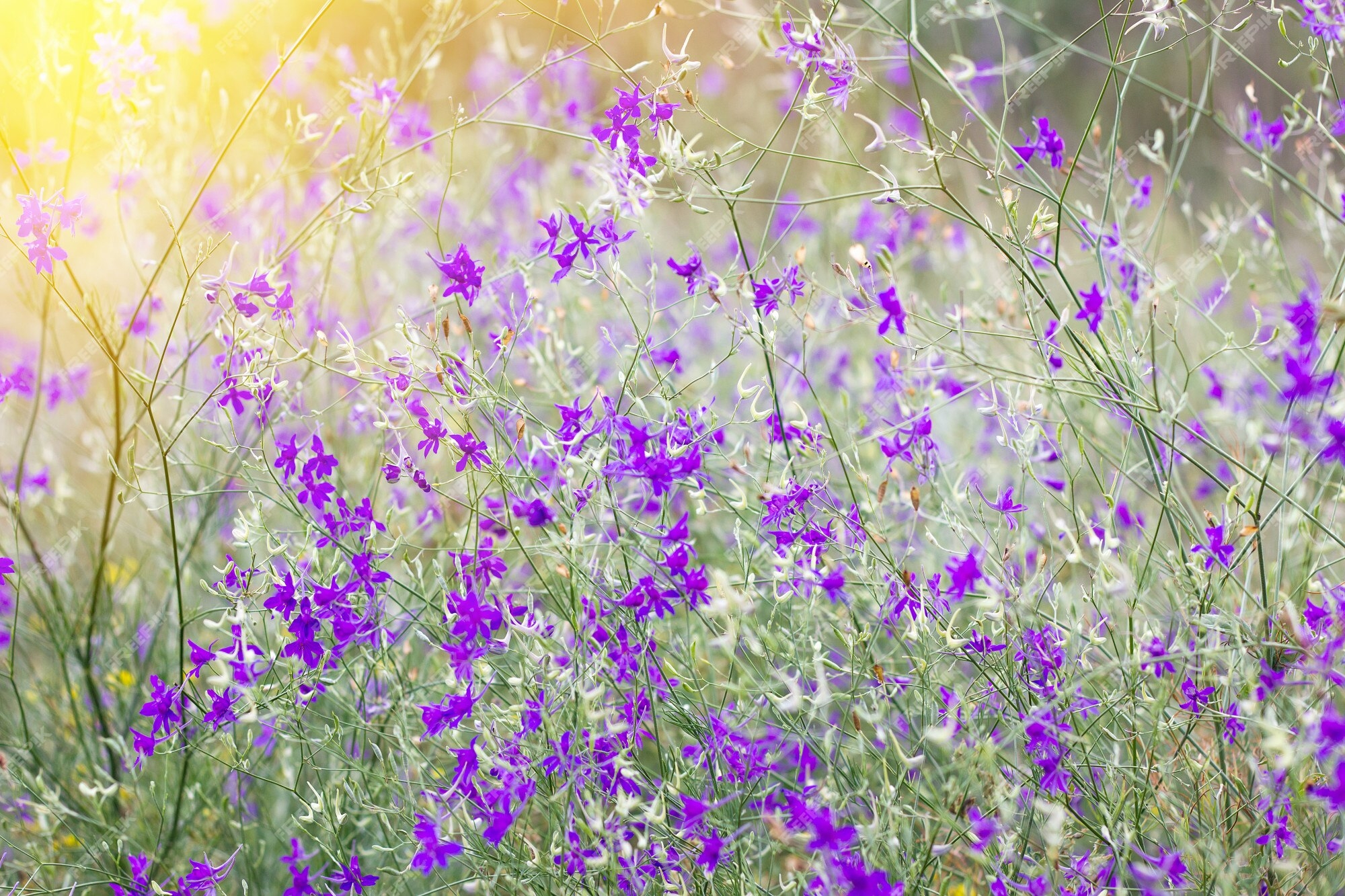 Маленькие полевые цветы фиолетового цвета - 65 фото