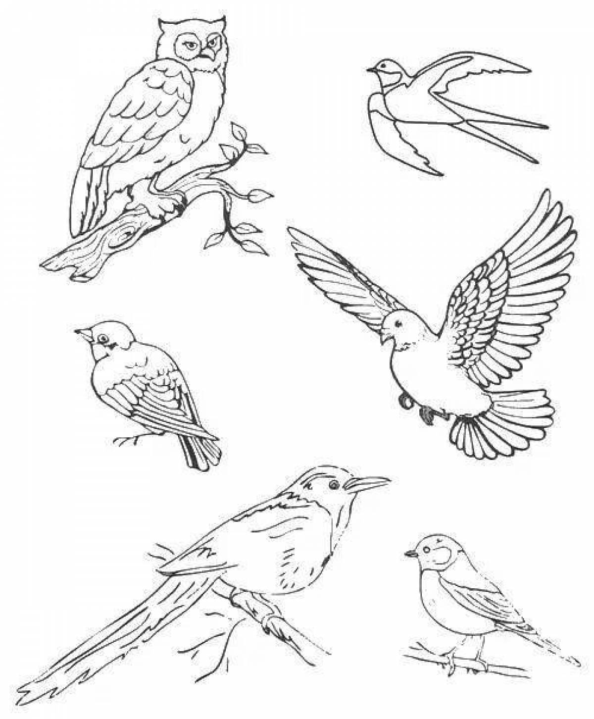 Раскраски с птицами