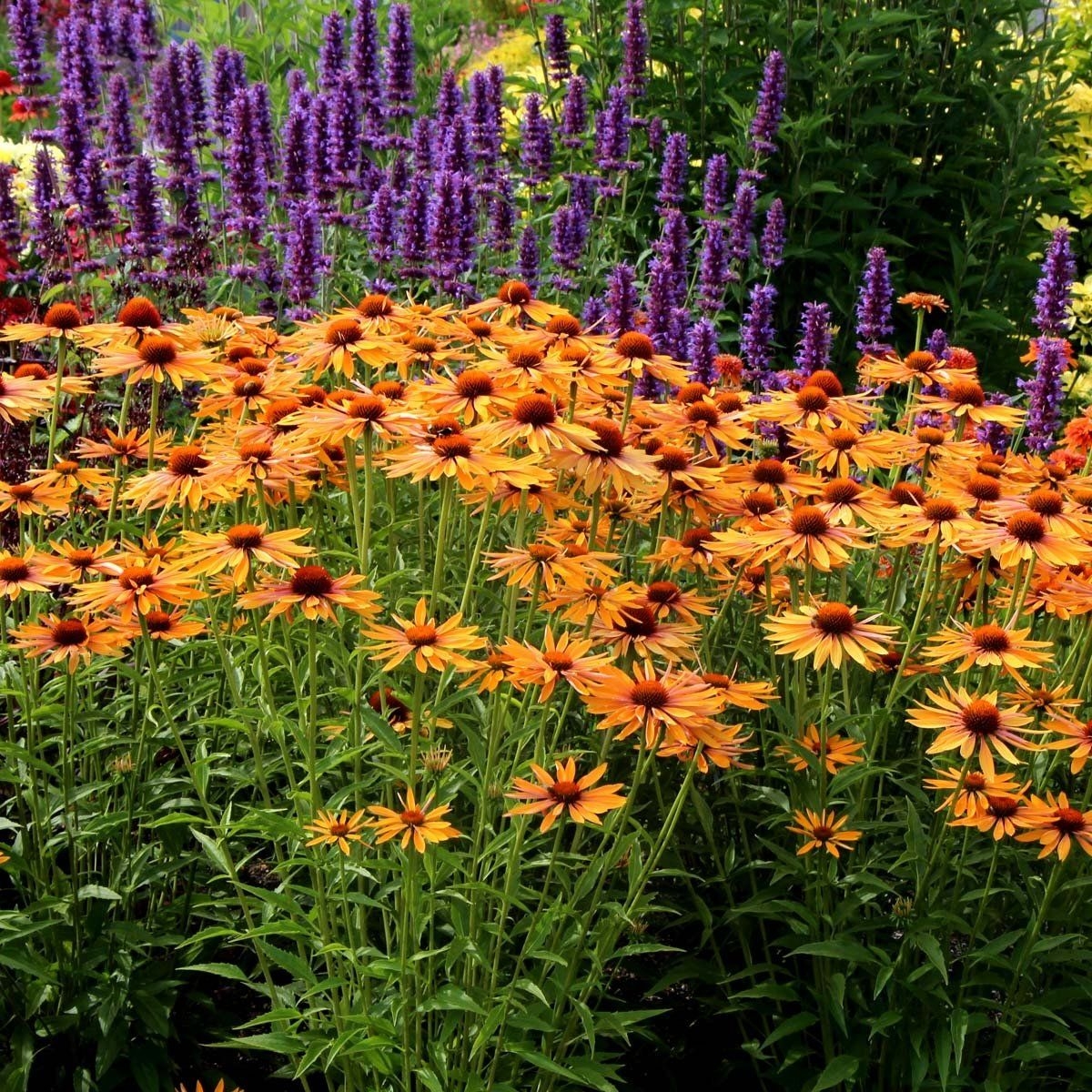 Неприхотливые цветы для дачи: 24 лучших растения для сада | kormstroytorg.ru