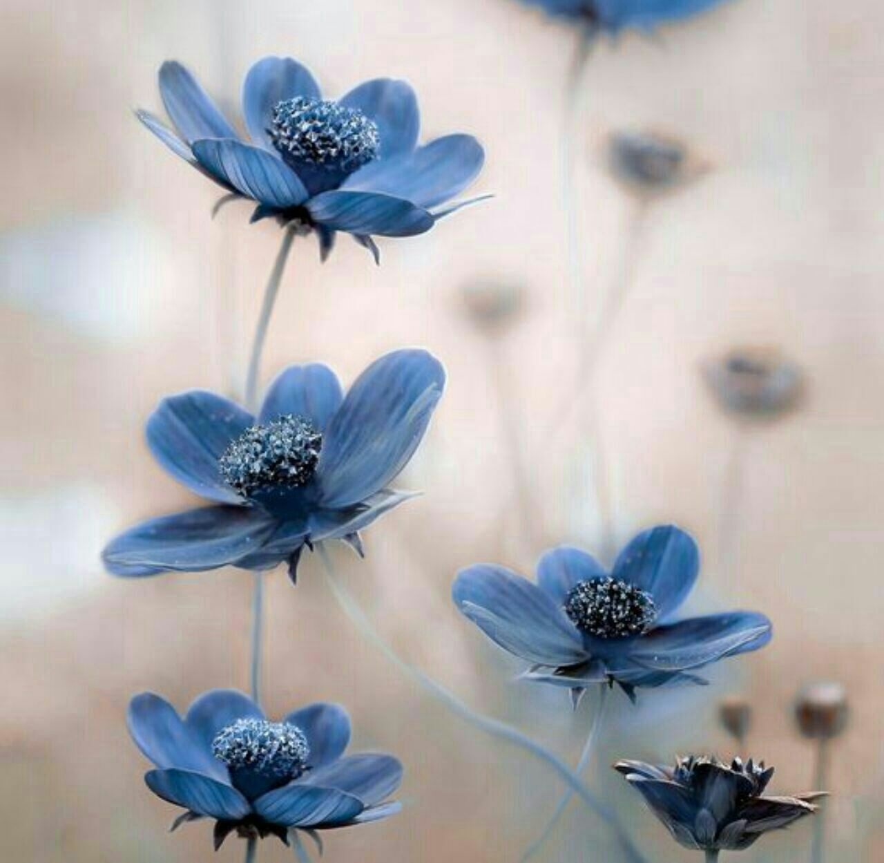Синие голубые цветы - 65 фото