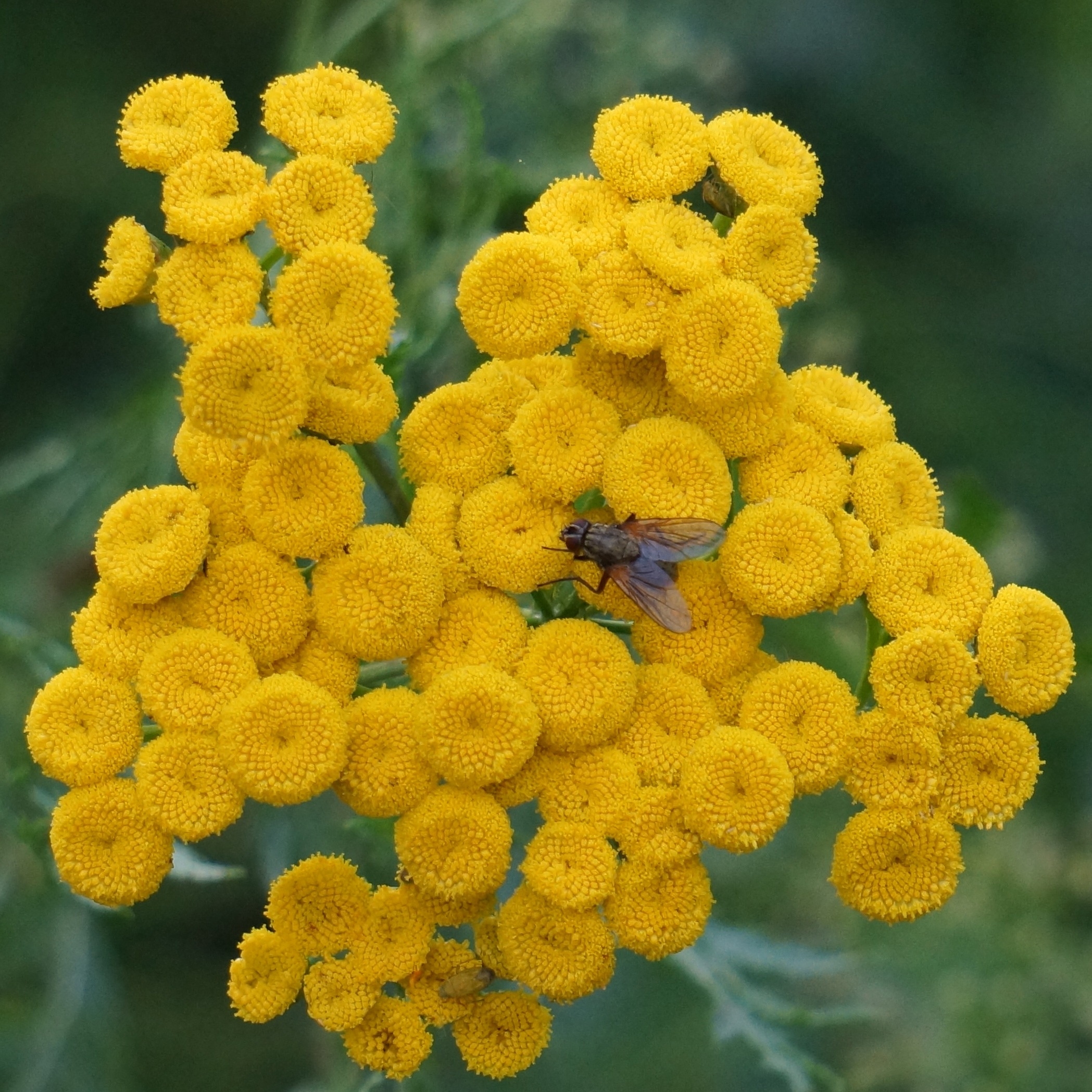 Желтые цветы: самые красивые садовые многолетники с желтыми и оранжевыми цветками, ТОП 60