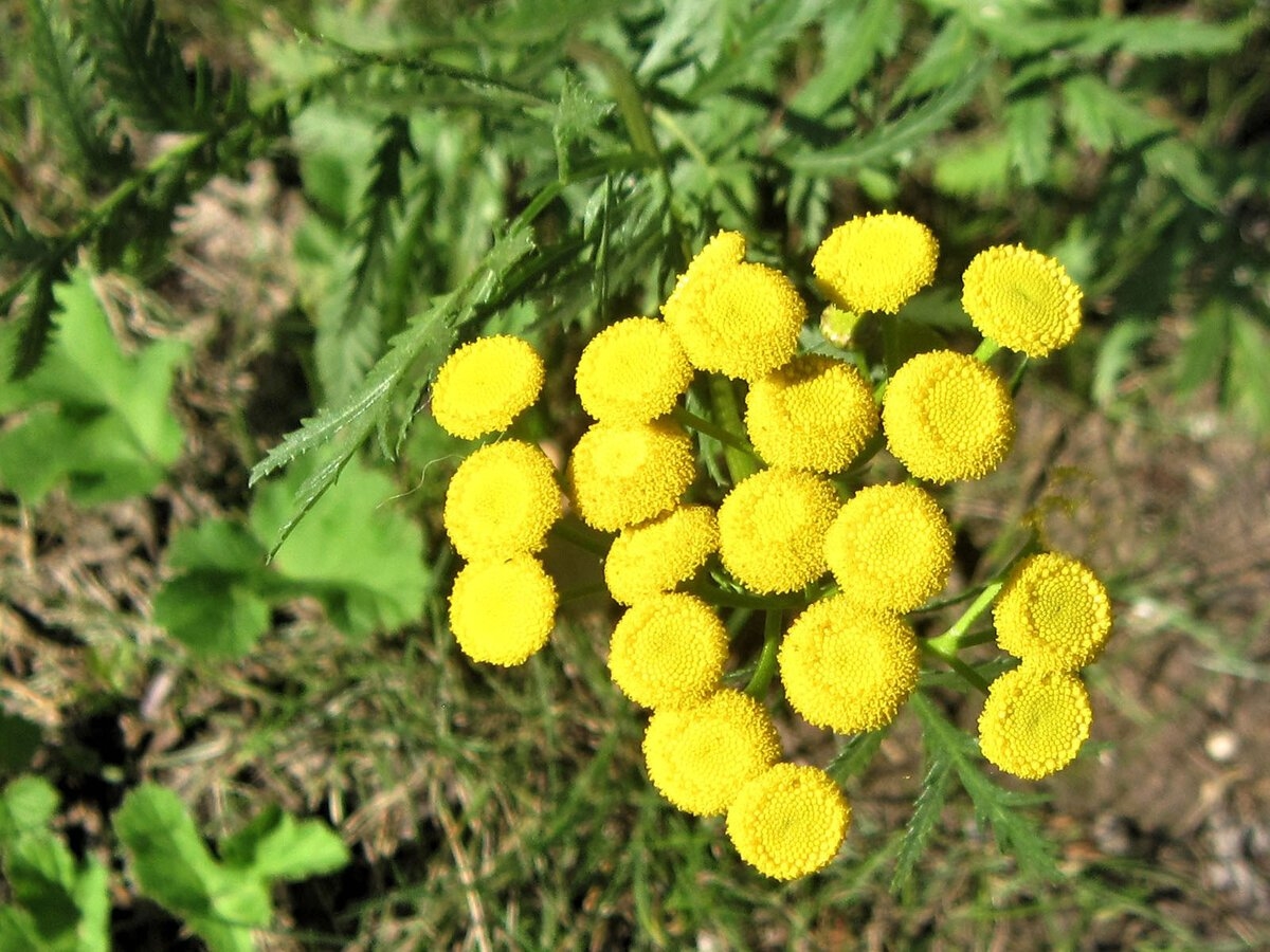 Жёлтые цветы в саду с весны до осени: фото и названия растений.