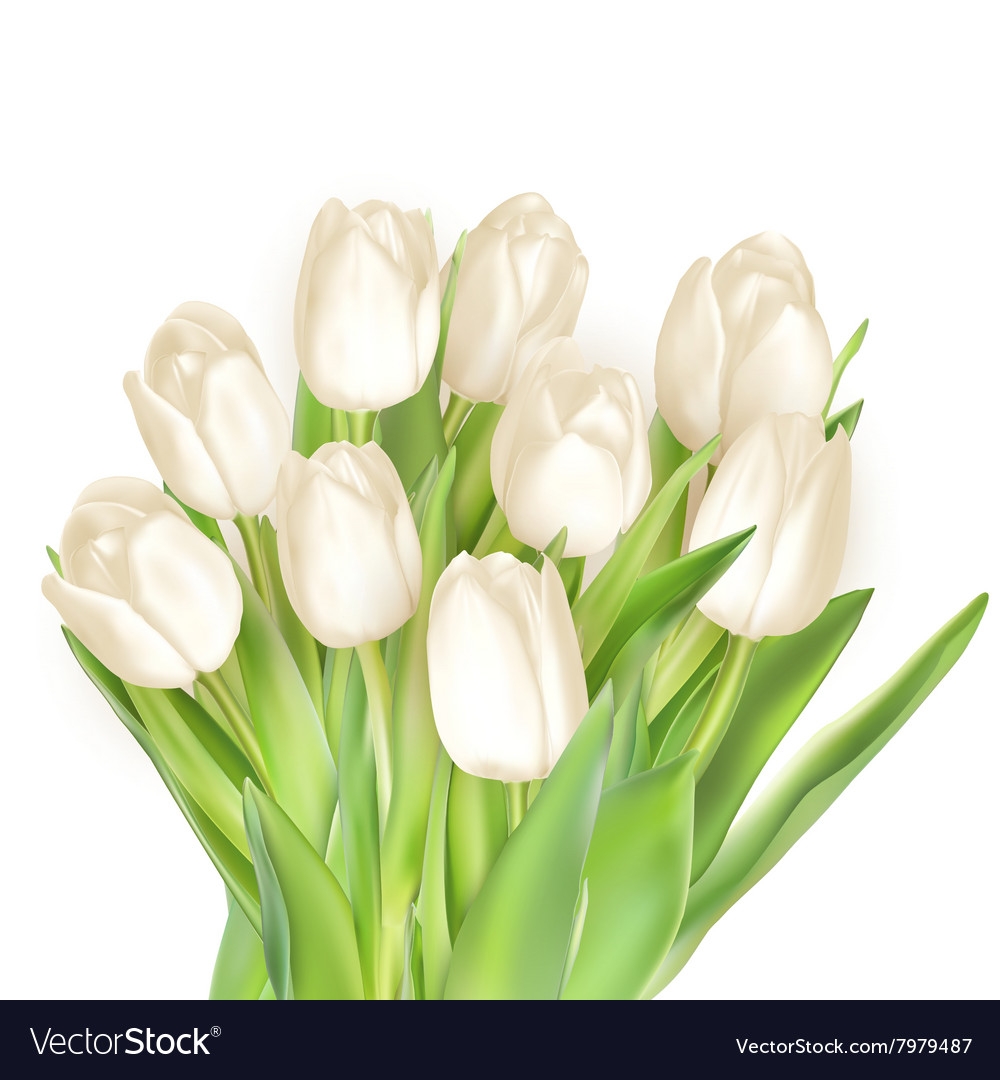 Тюльпаны белые цветы - 68 фото
