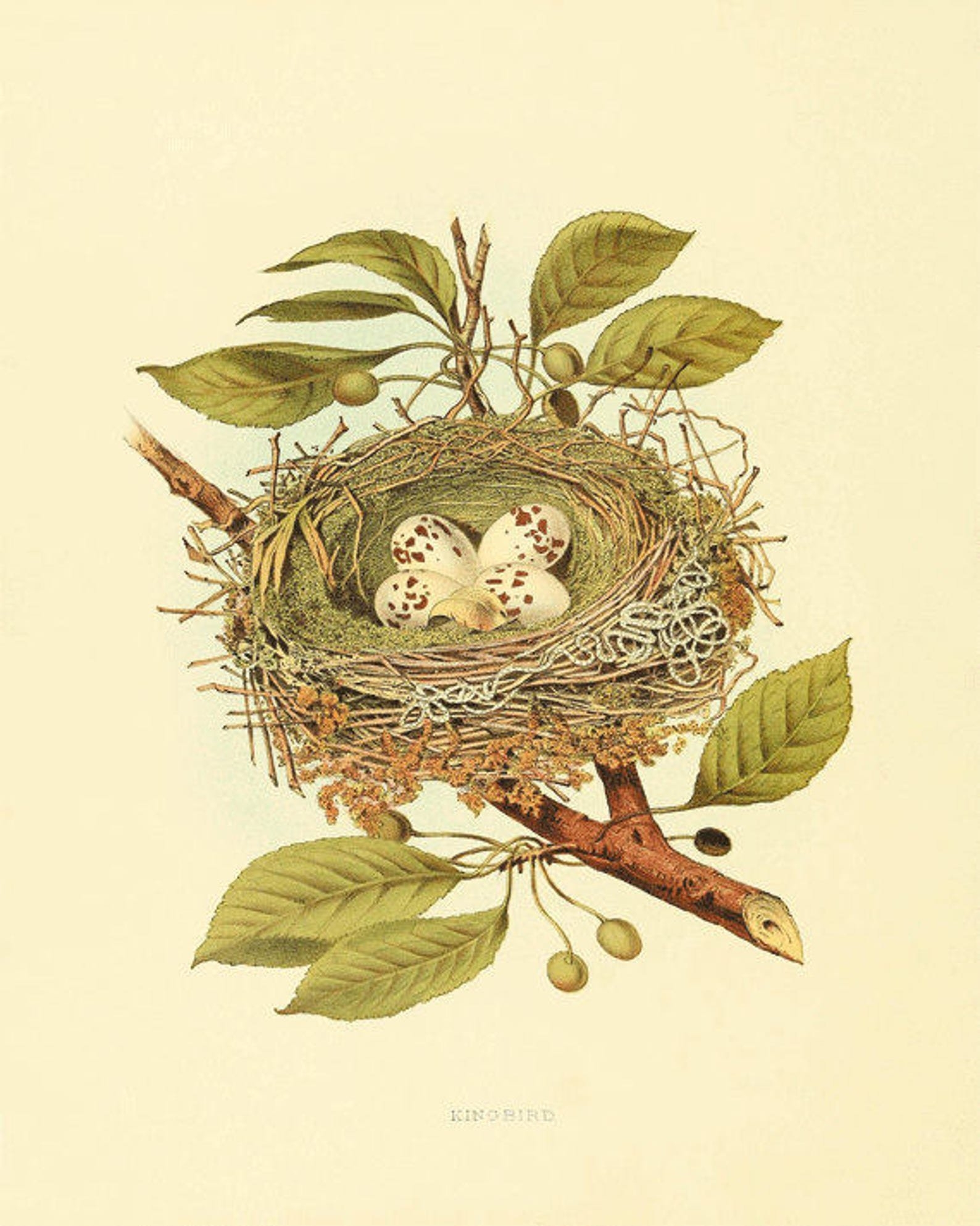 Рекомендации по организации гнездования птиц